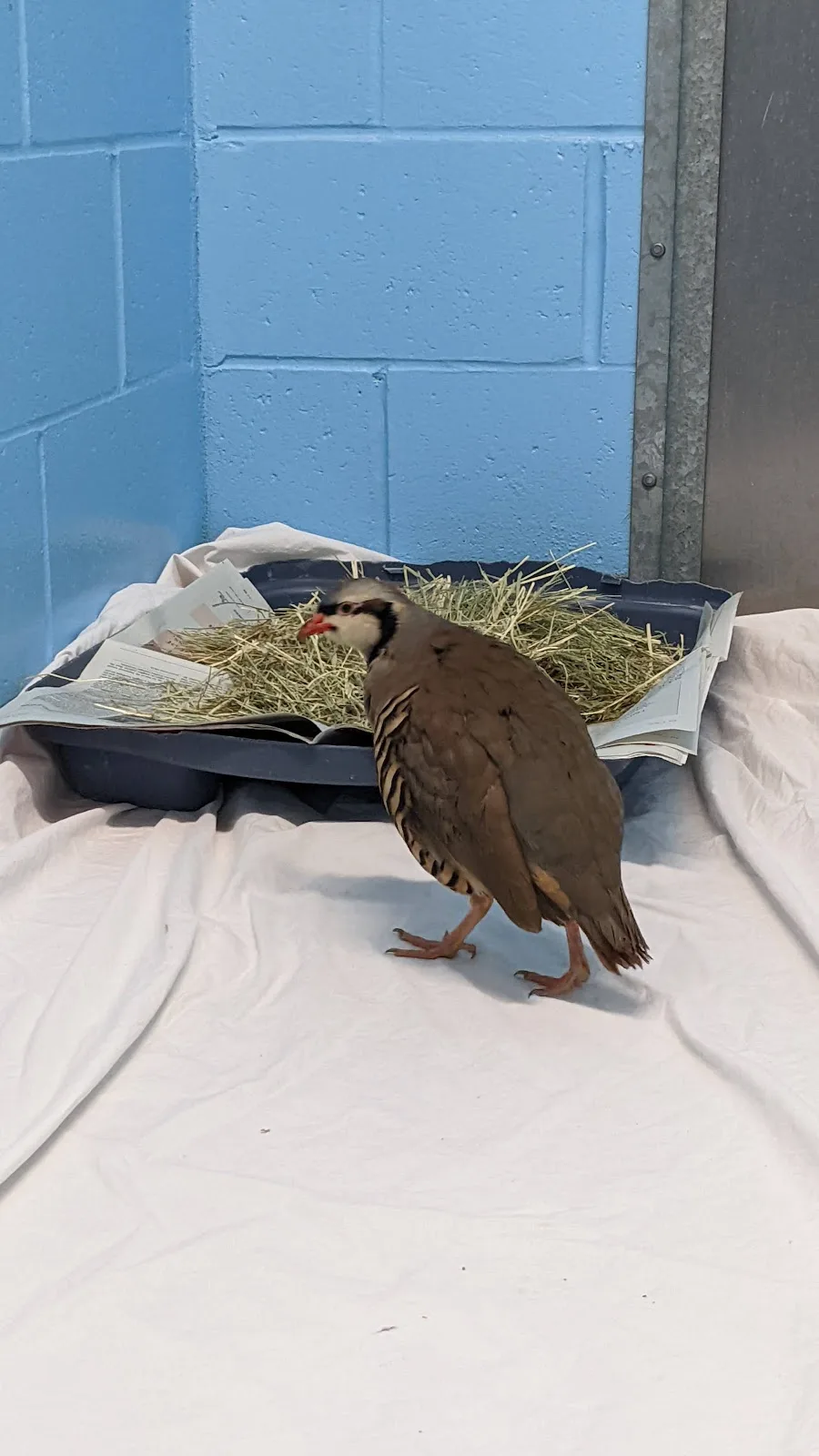 City of Vancouver Animal Services