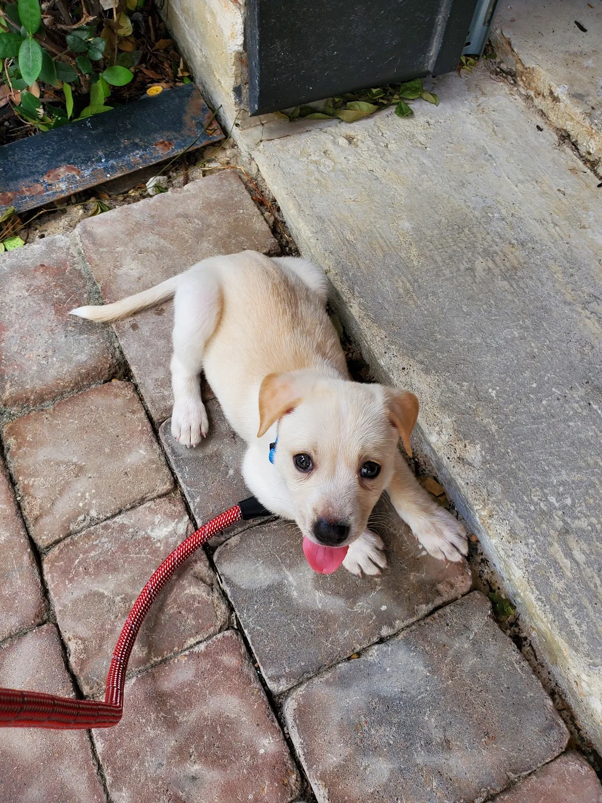 Houston Pets Alive!