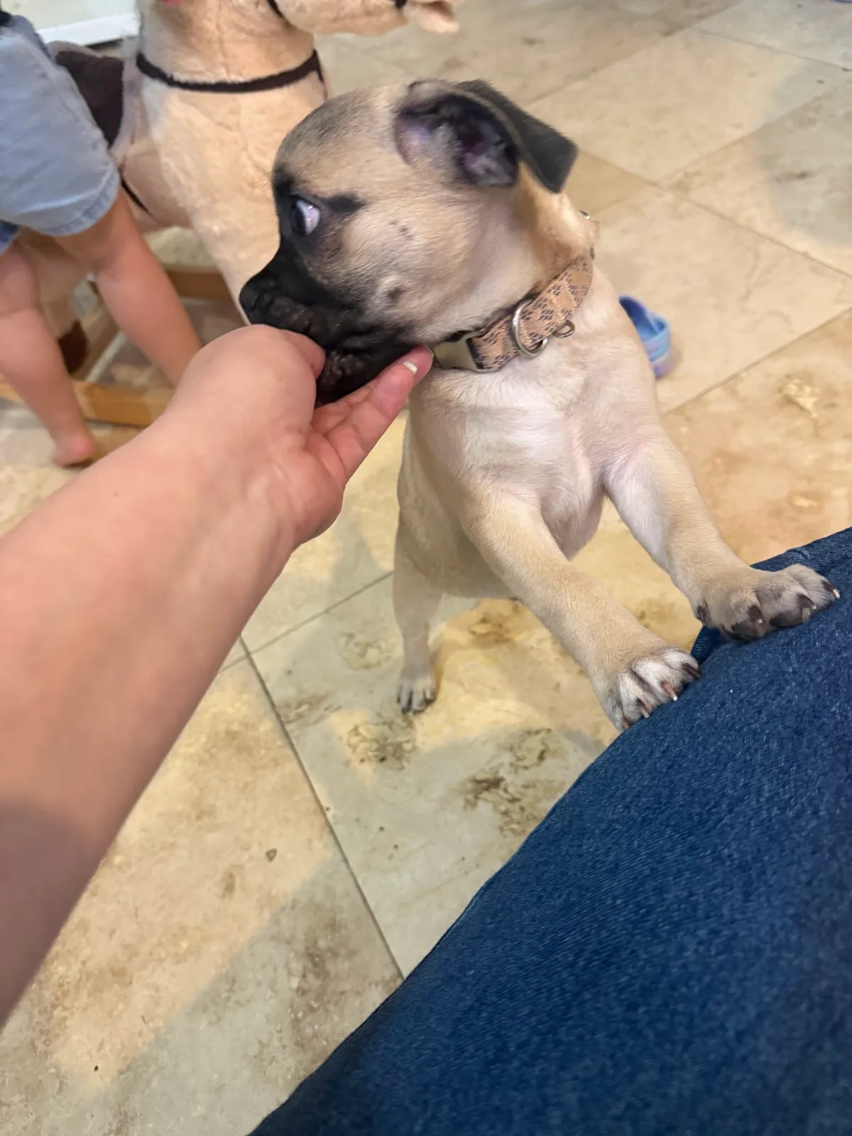 Houston Pets Alive!