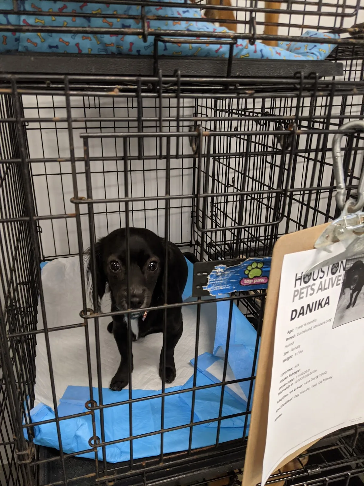 Houston Pets Alive!
