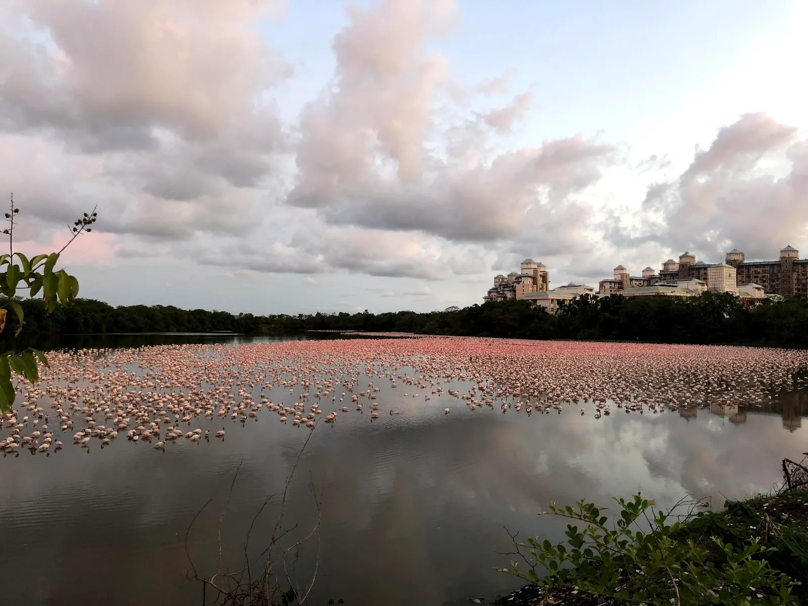 Seawoods Flamingo Point