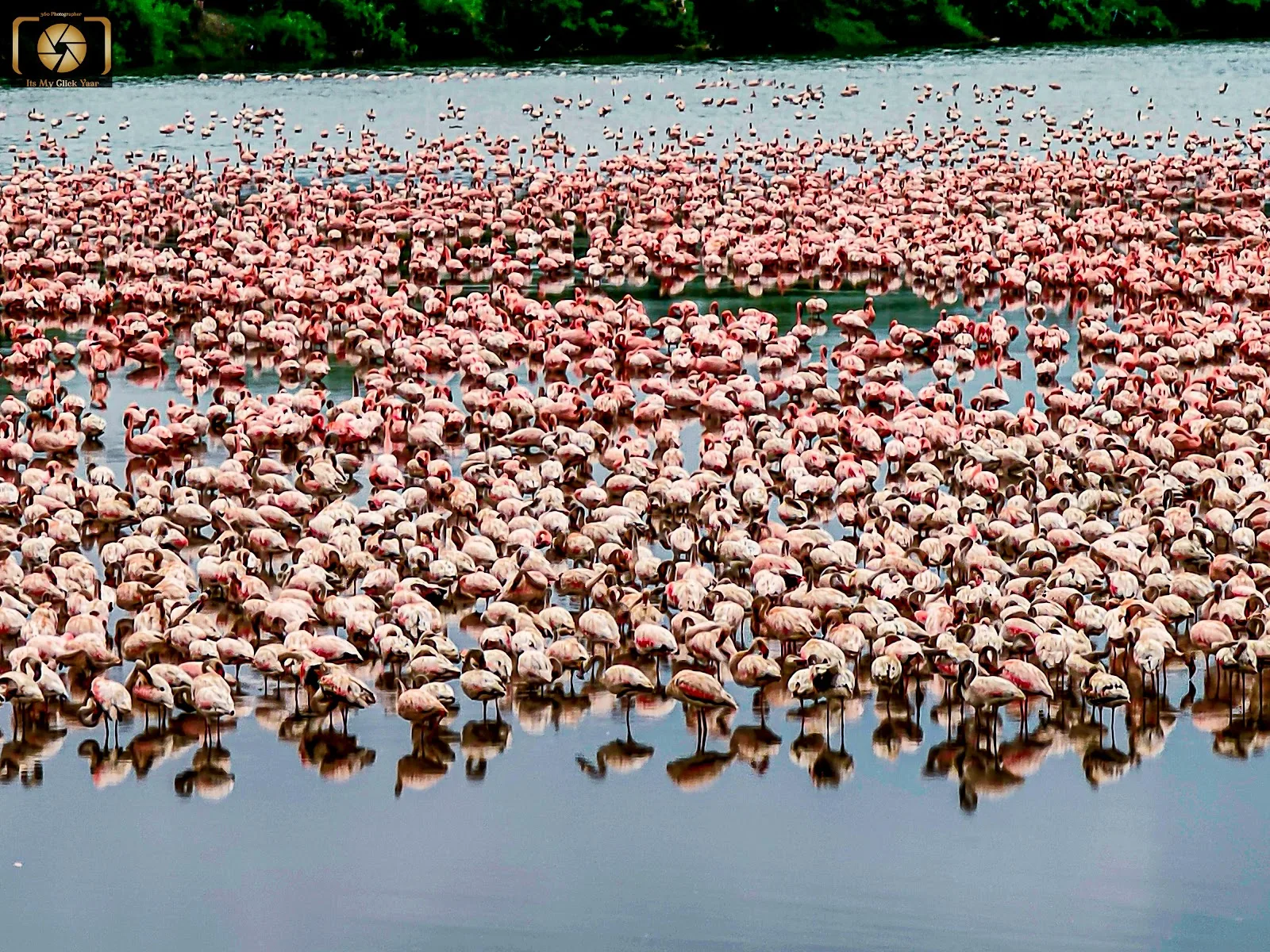 Seawoods Flamingo Point