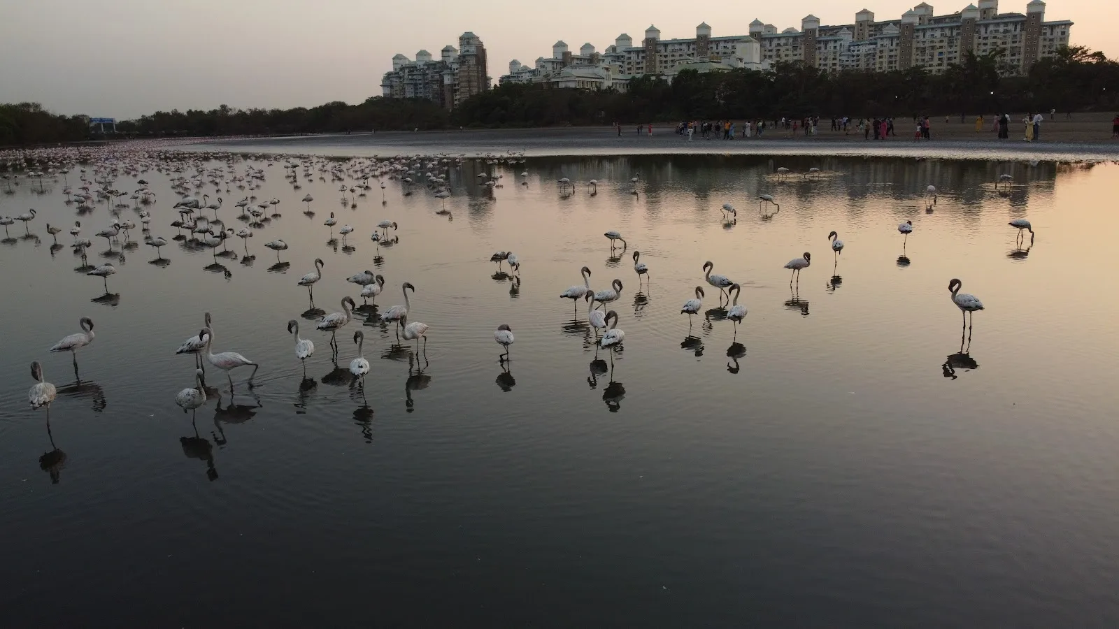 Seawoods Flamingo Point