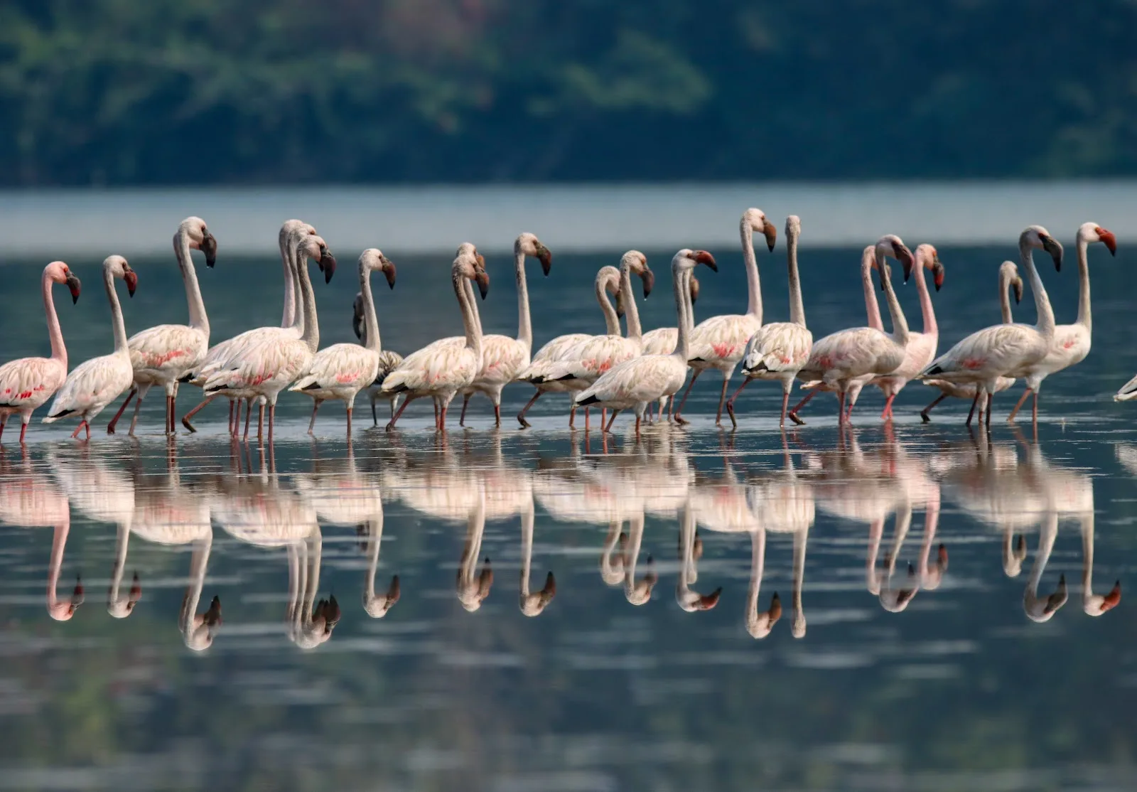 Seawoods Flamingo Point