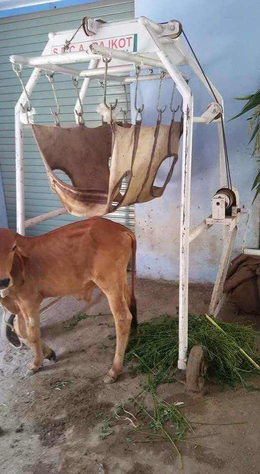 Shree Makhavad Gau Seva Trust