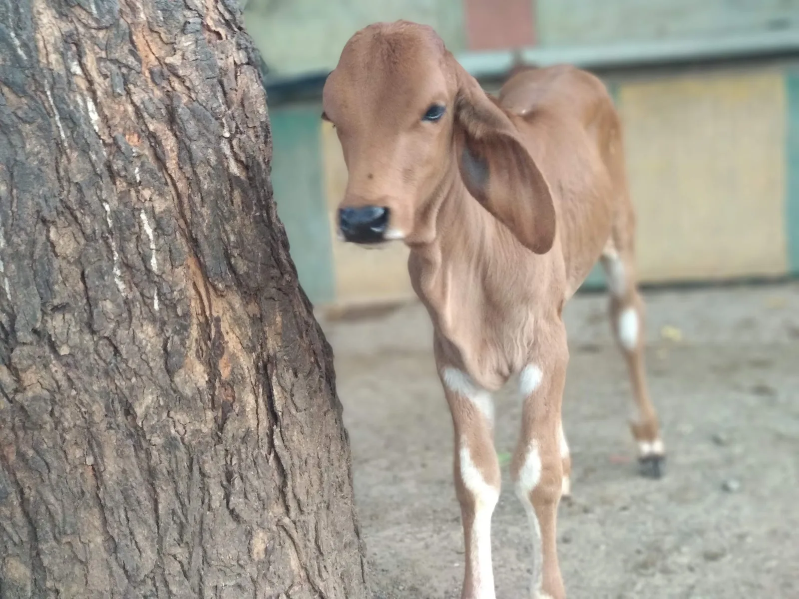 Shree Makhavad Gau Seva Trust