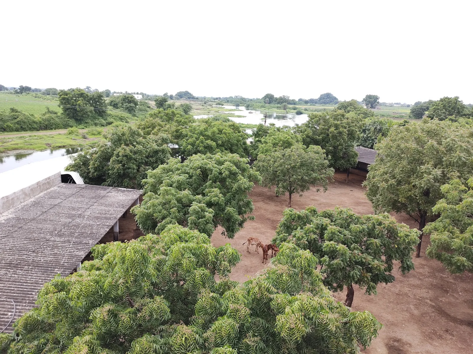 Shree Makhavad Gau Seva Trust