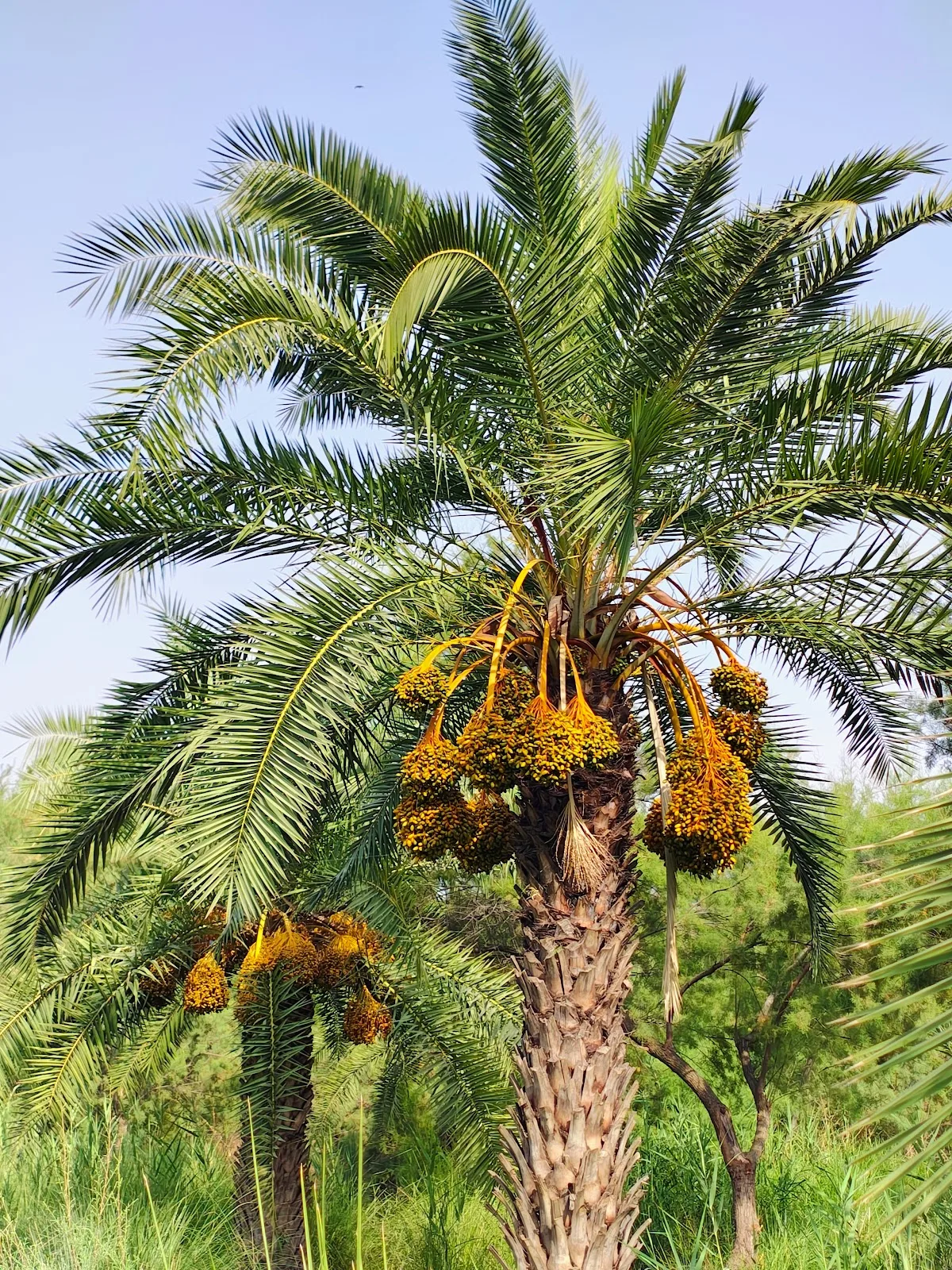 Yamuna Biodiversity Park