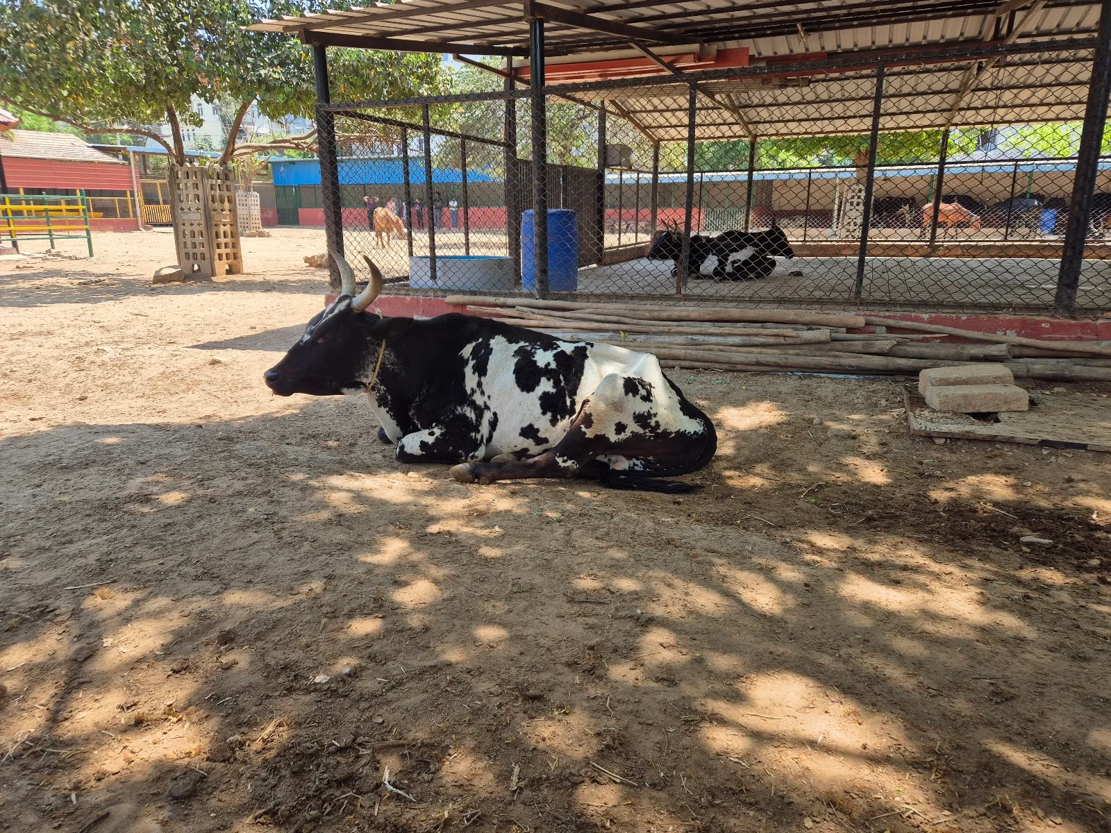 CUPA LARRC (Large Animal Rescue & Rehabilitation Center)