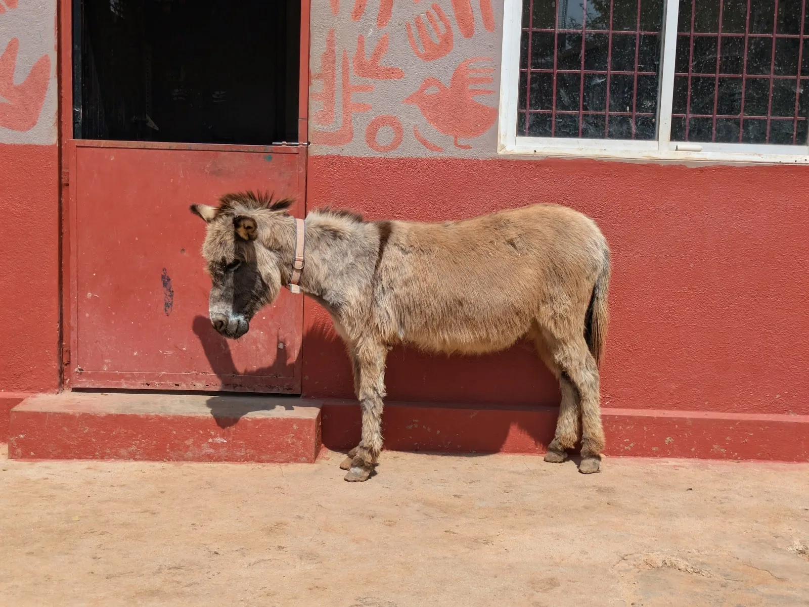 CUPA LARRC (Large Animal Rescue & Rehabilitation Center)