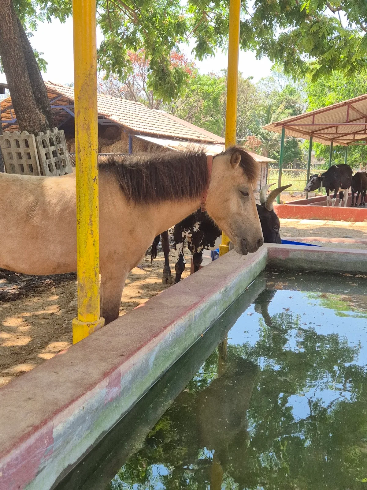 CUPA LARRC (Large Animal Rescue & Rehabilitation Center)