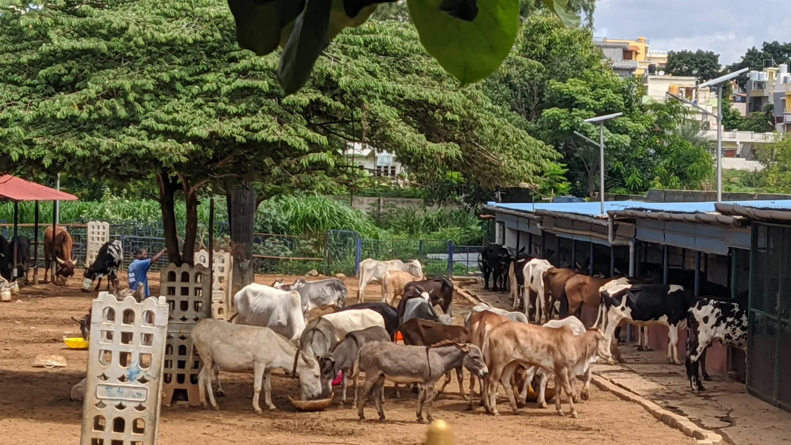 CUPA LARRC (Large Animal Rescue & Rehabilitation Center)