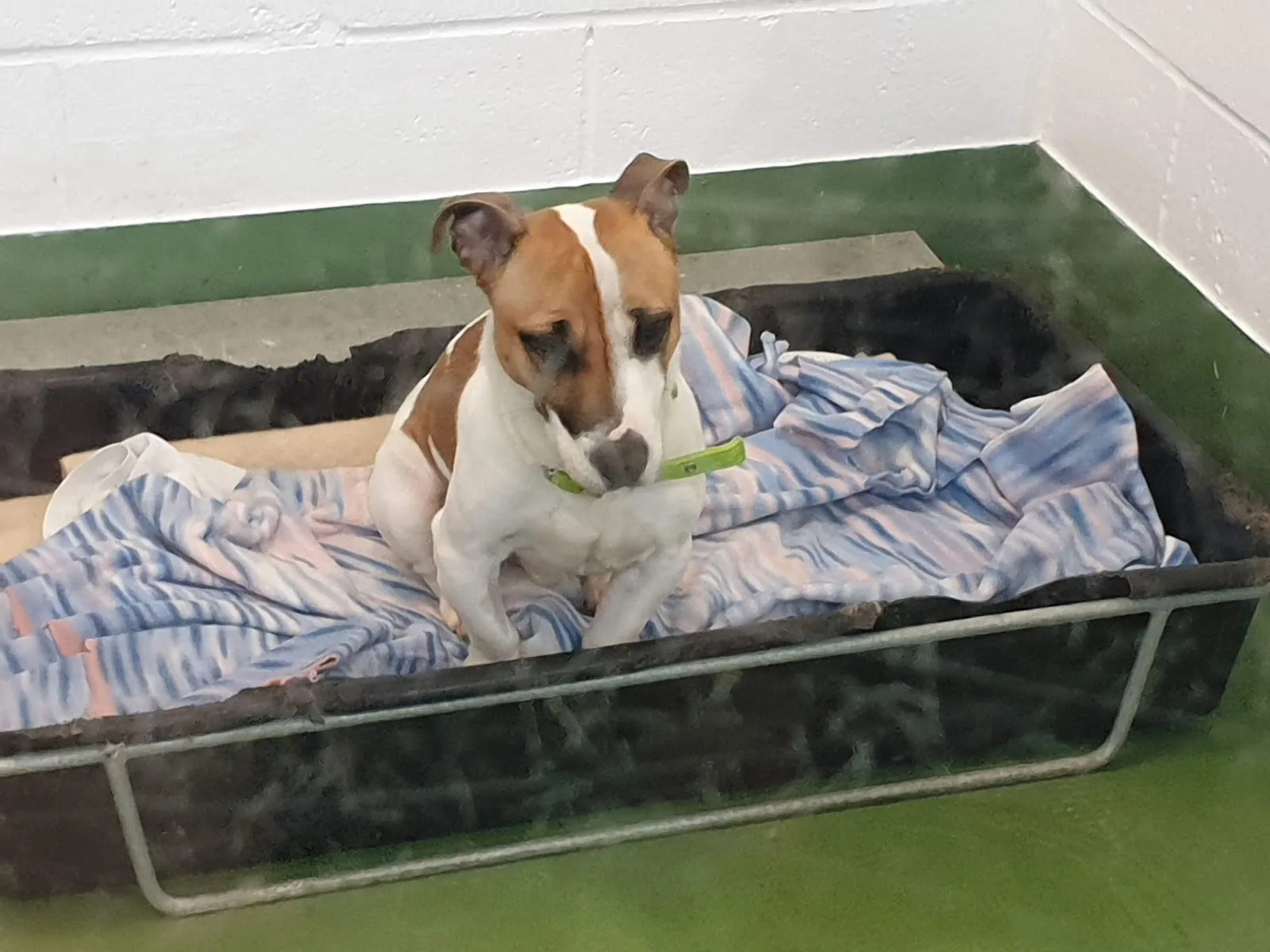 Birmingham Dogs Home
