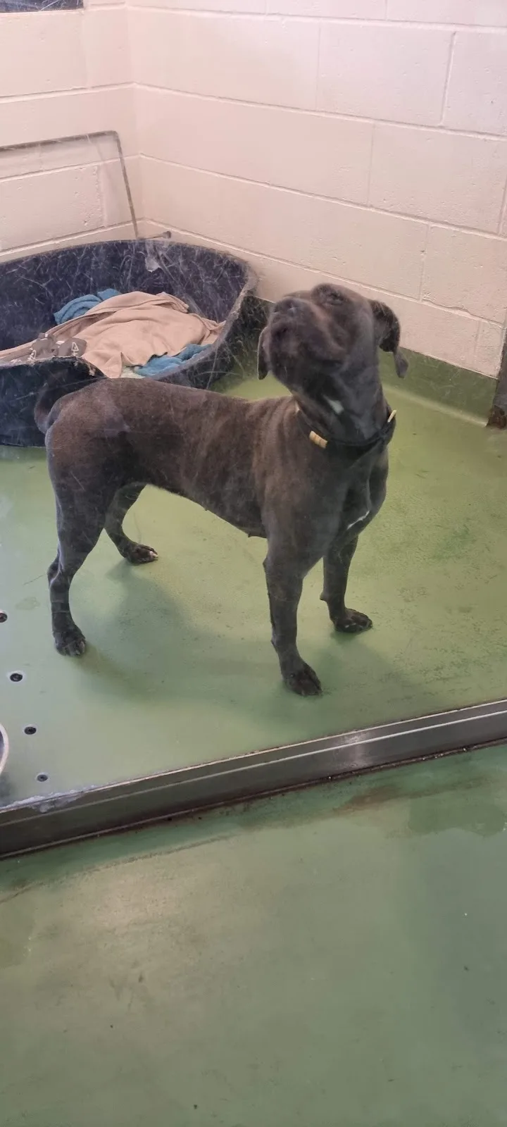 Birmingham Dogs Home