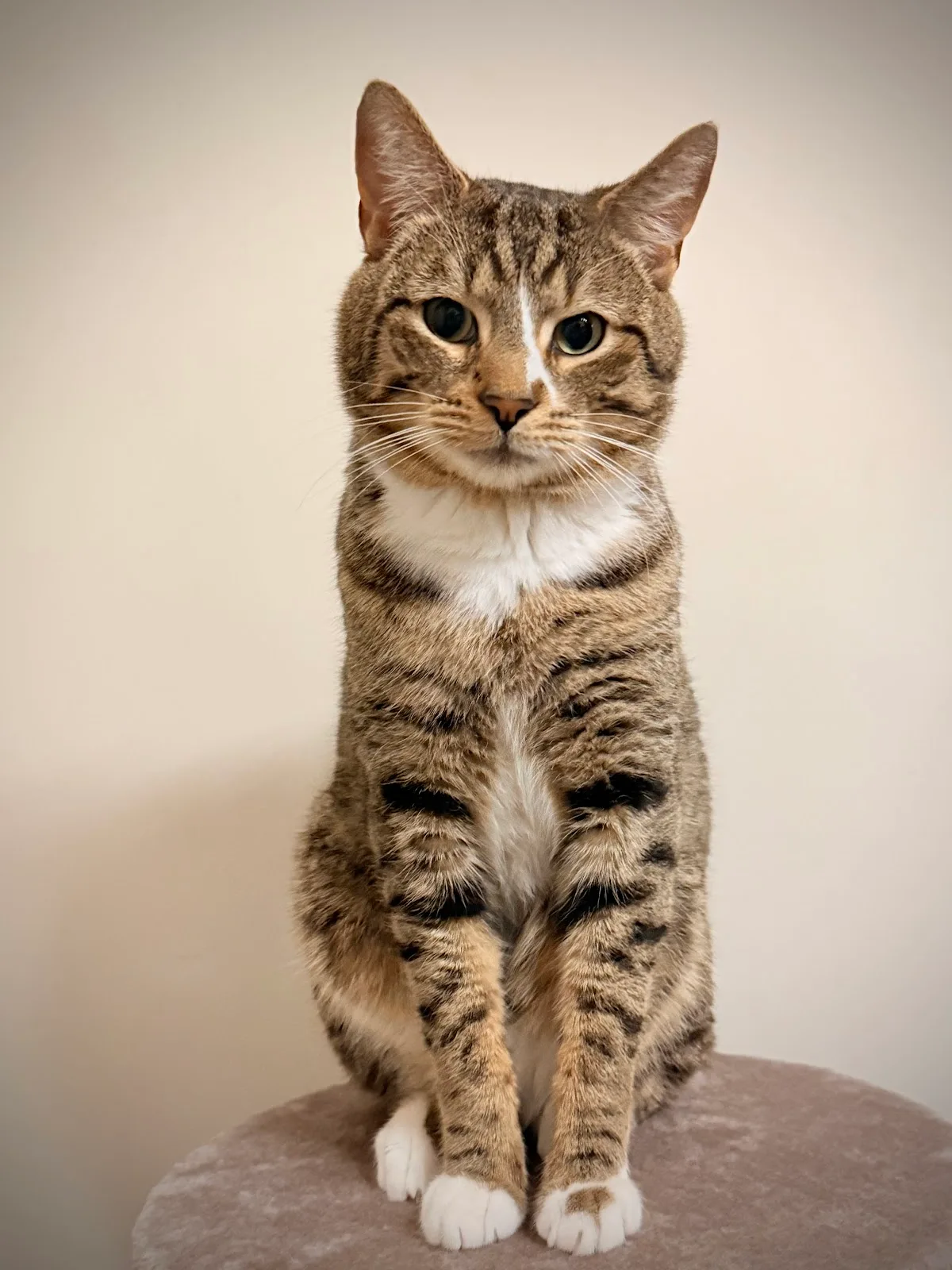 Warrington Animal Welfare
