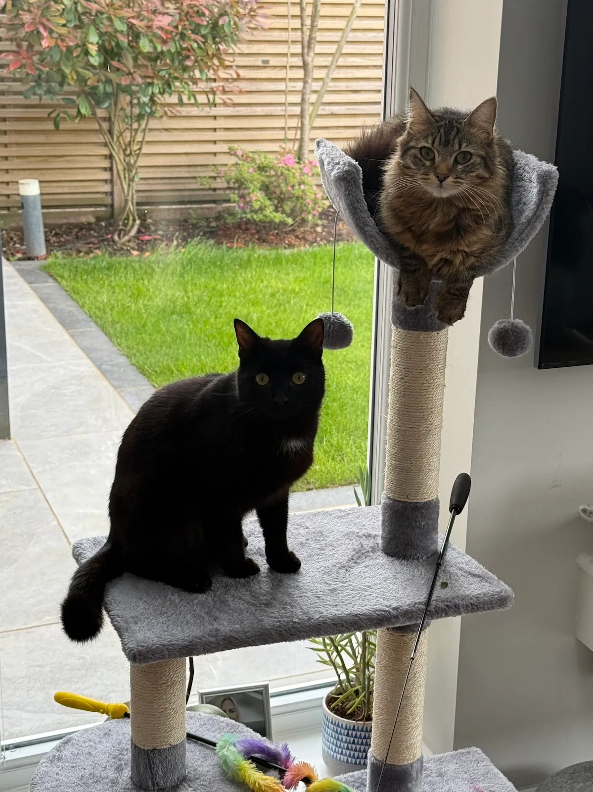 Warrington Animal Welfare