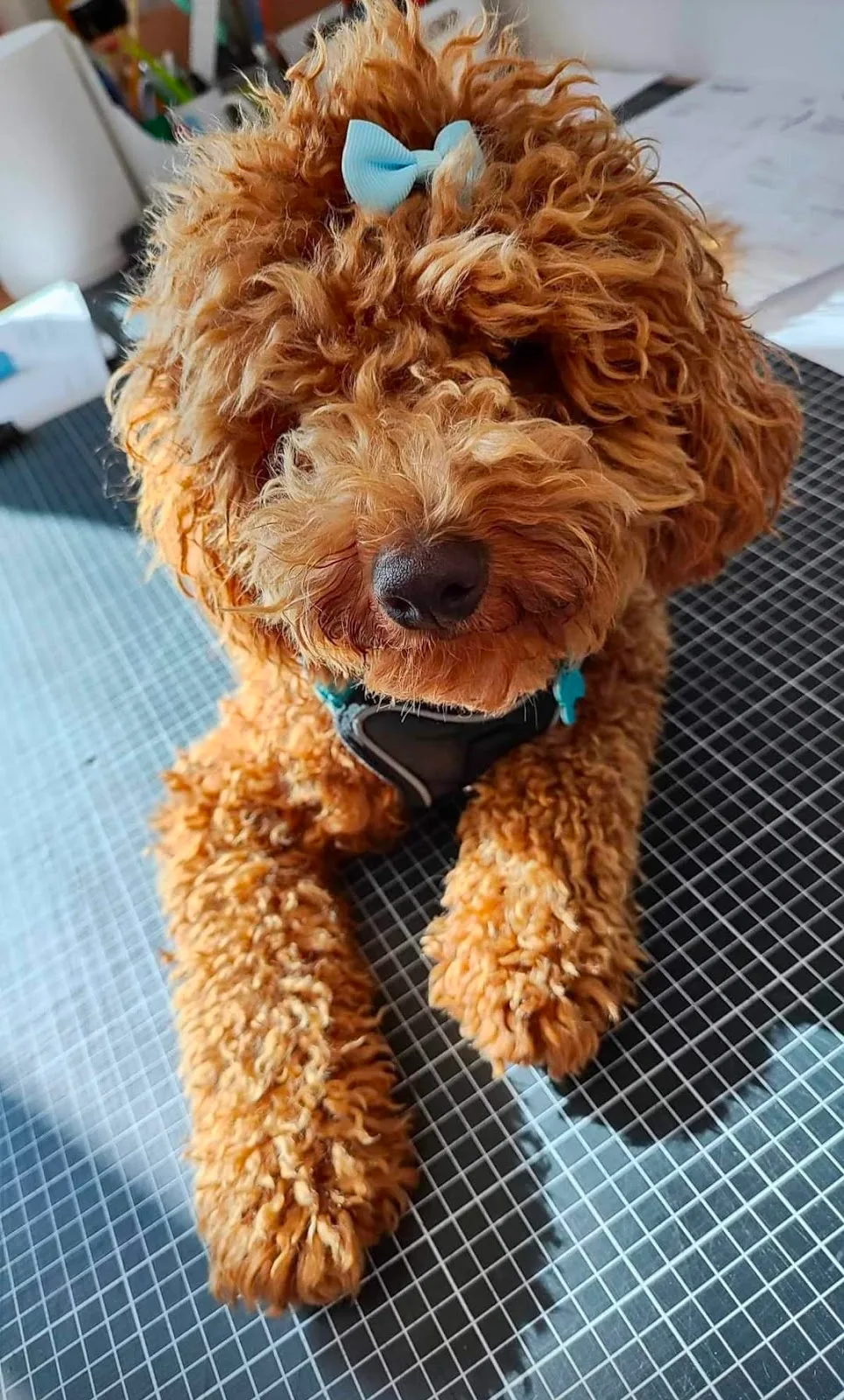 Poodle puppies for sale in delhi |Ncr| Gurugram