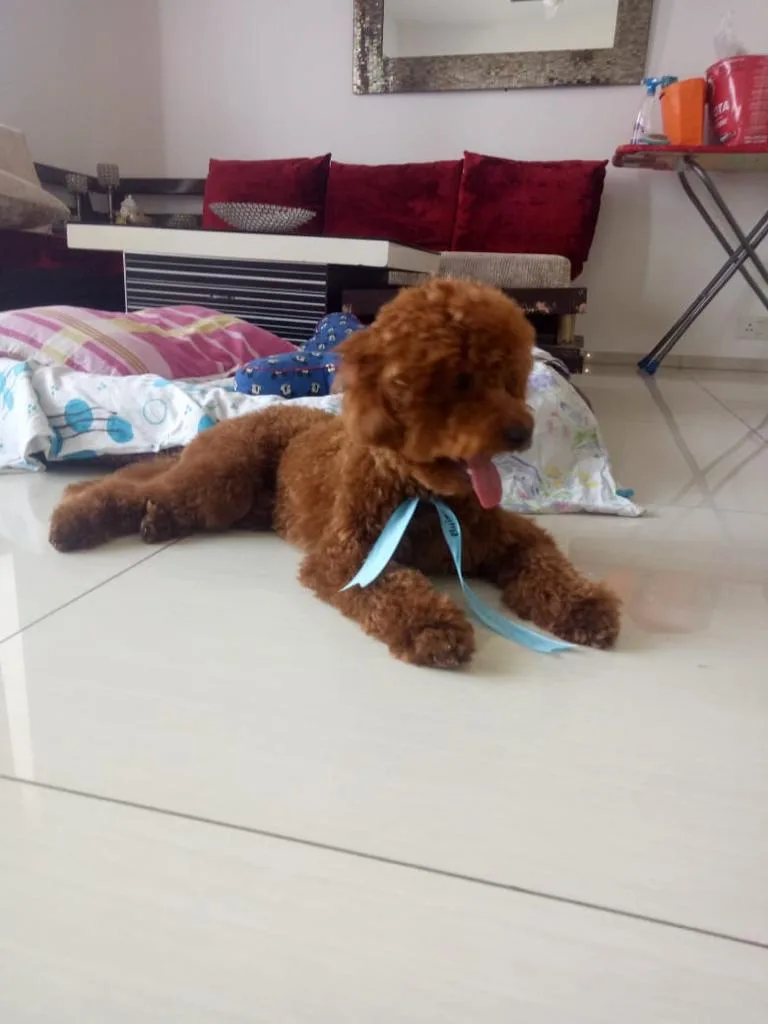 Poodle puppies for sale in delhi |Ncr| Gurugram