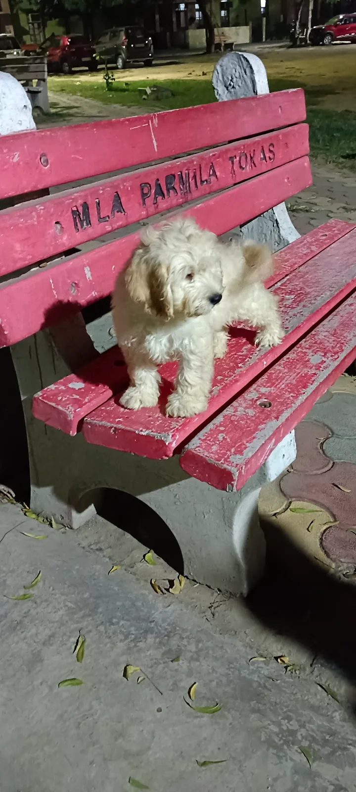 Poodle puppies for sale in delhi |Ncr| Gurugram