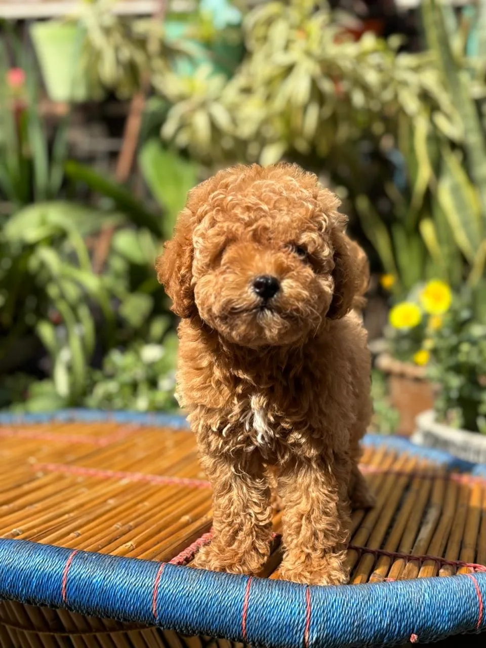 Poodle puppies for sale in delhi |Ncr| Gurugram