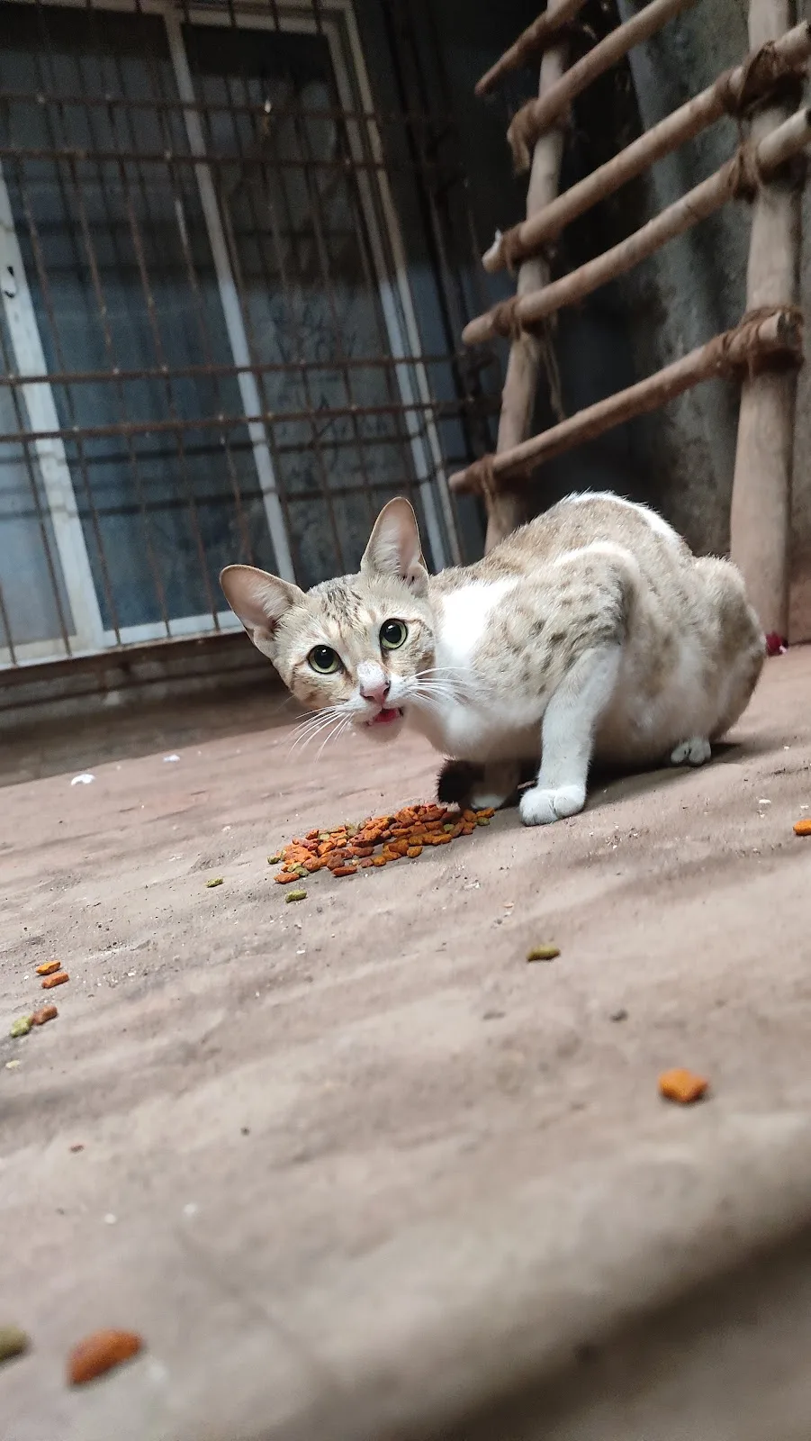 Gully Stray Care