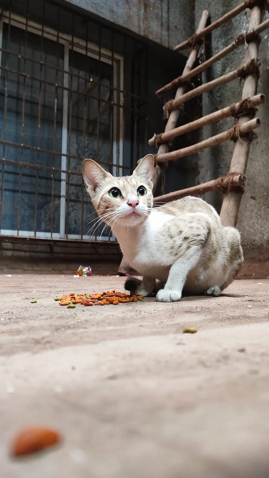 Gully Stray Care