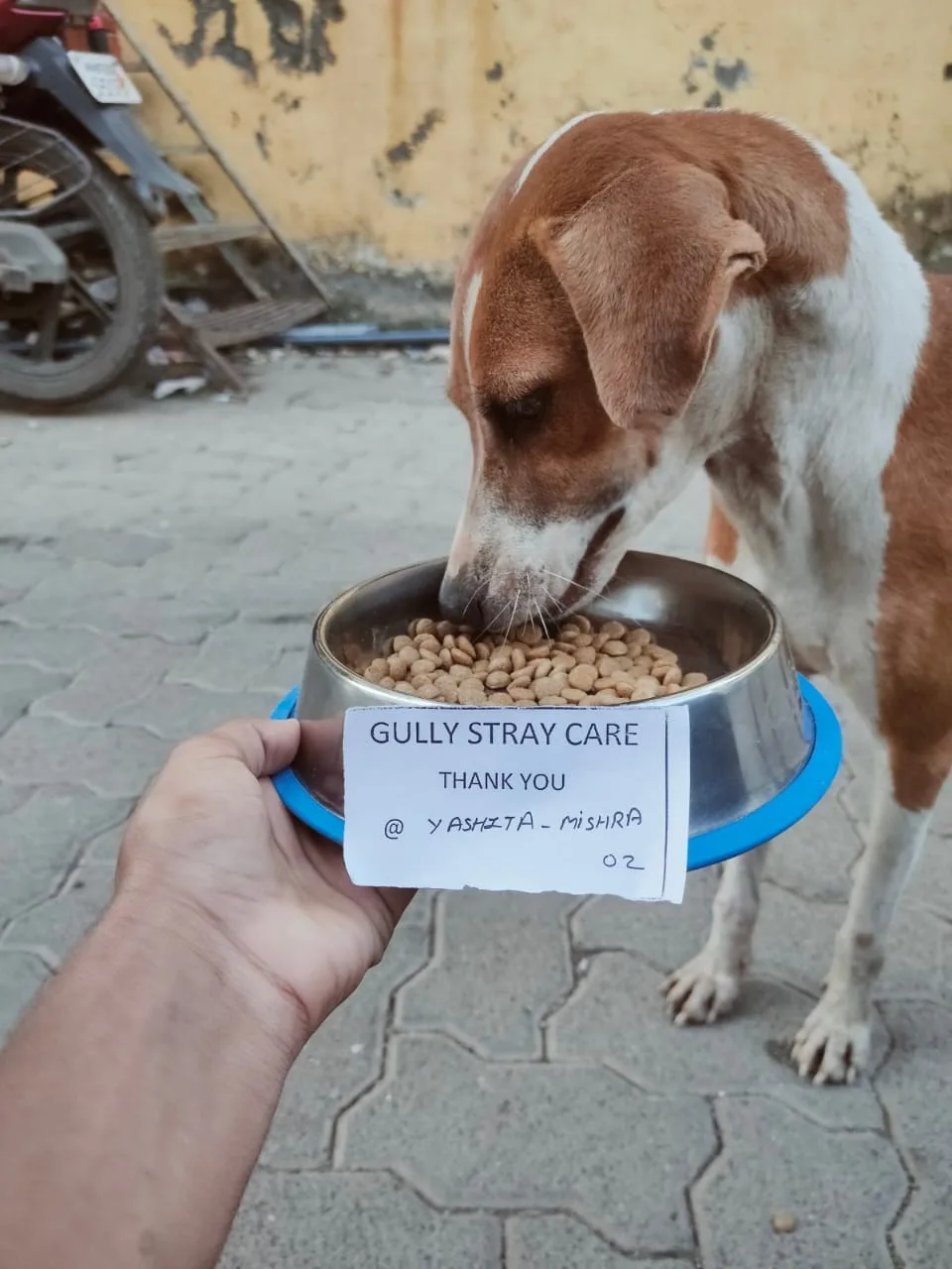 Gully Stray Care
