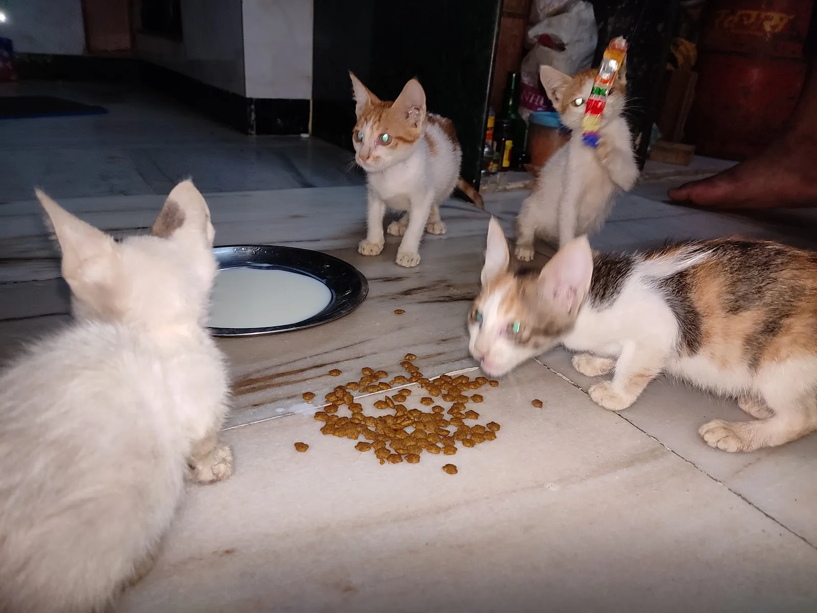 Gully Stray Care