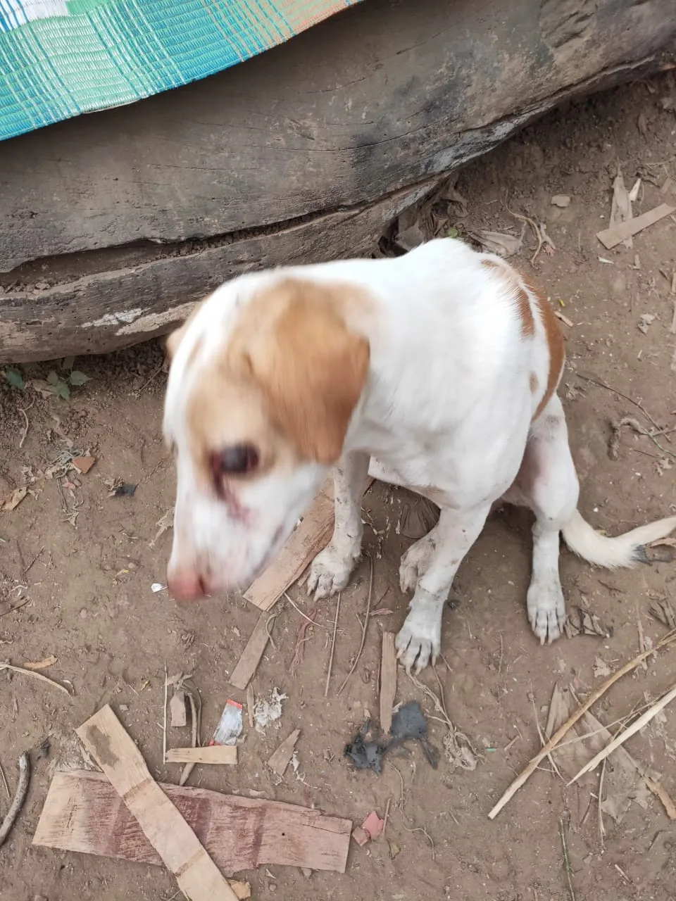 Gully Stray Care