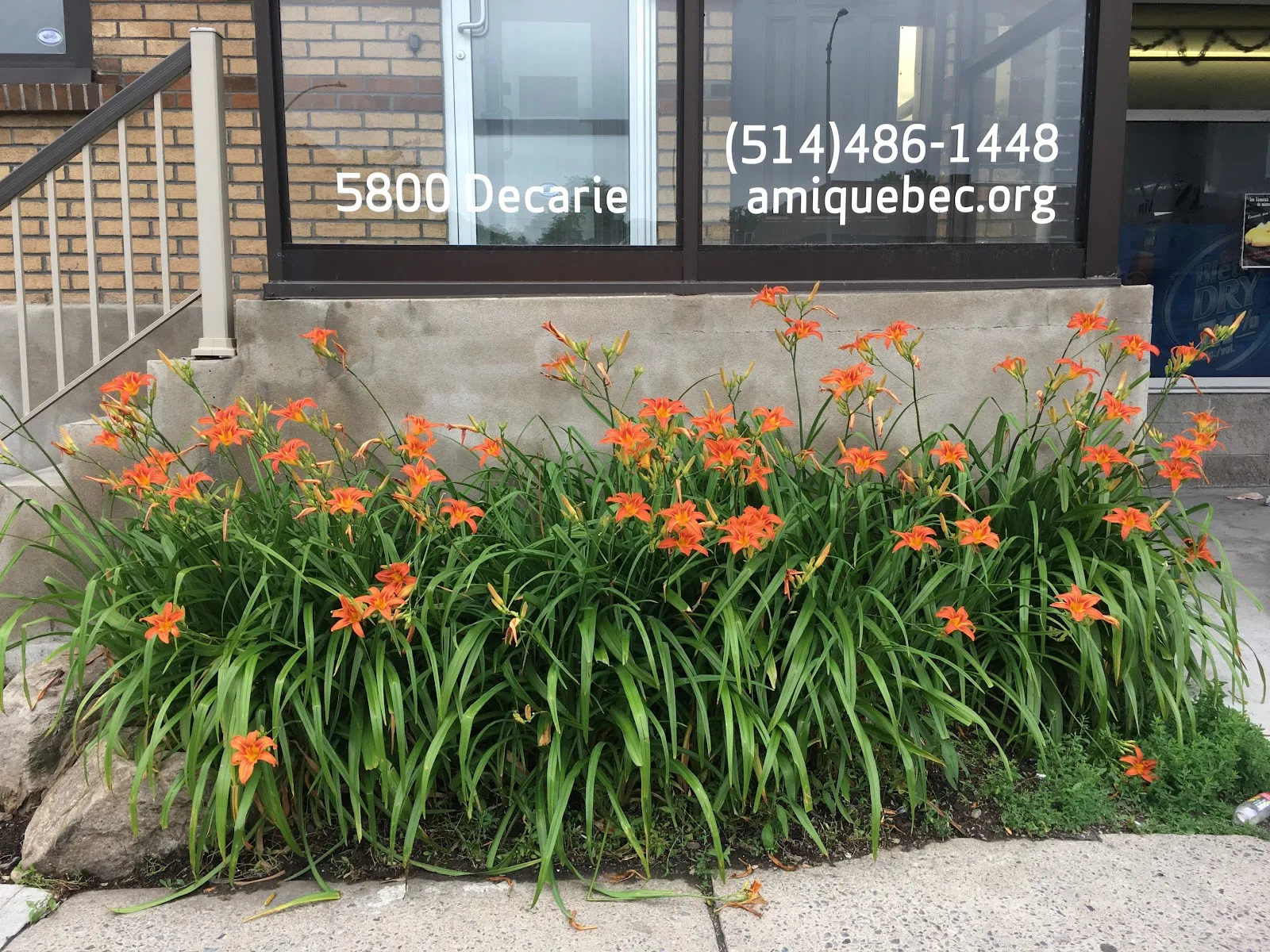 AMI-Quebec