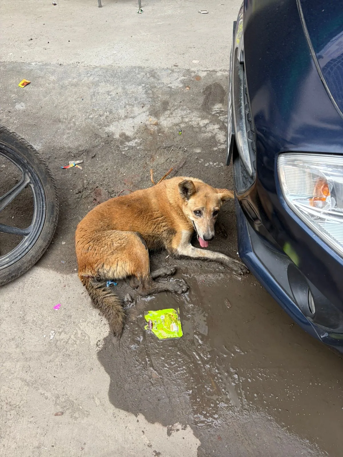 Peta India