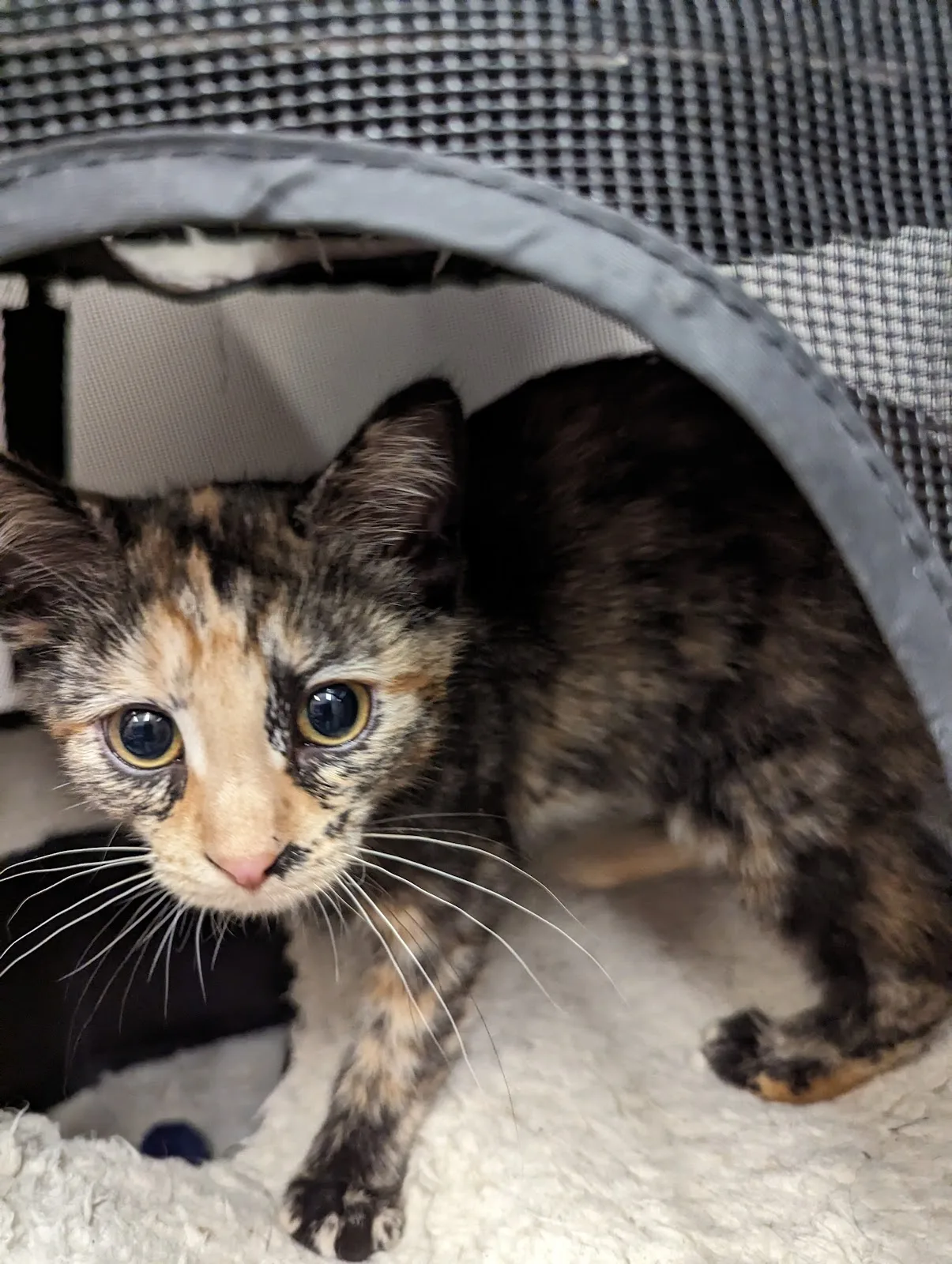 West Suburban Humane Society