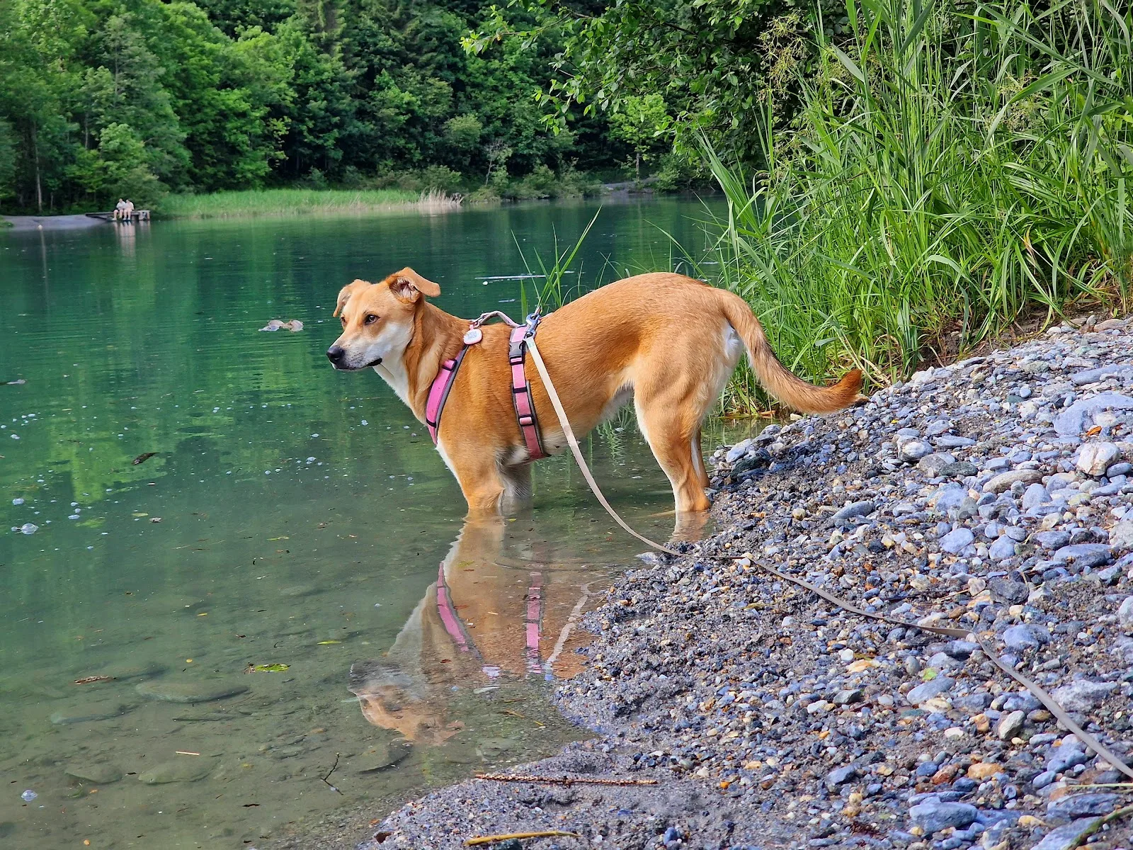 HungAry DOGS - Verein für Hunde in Not