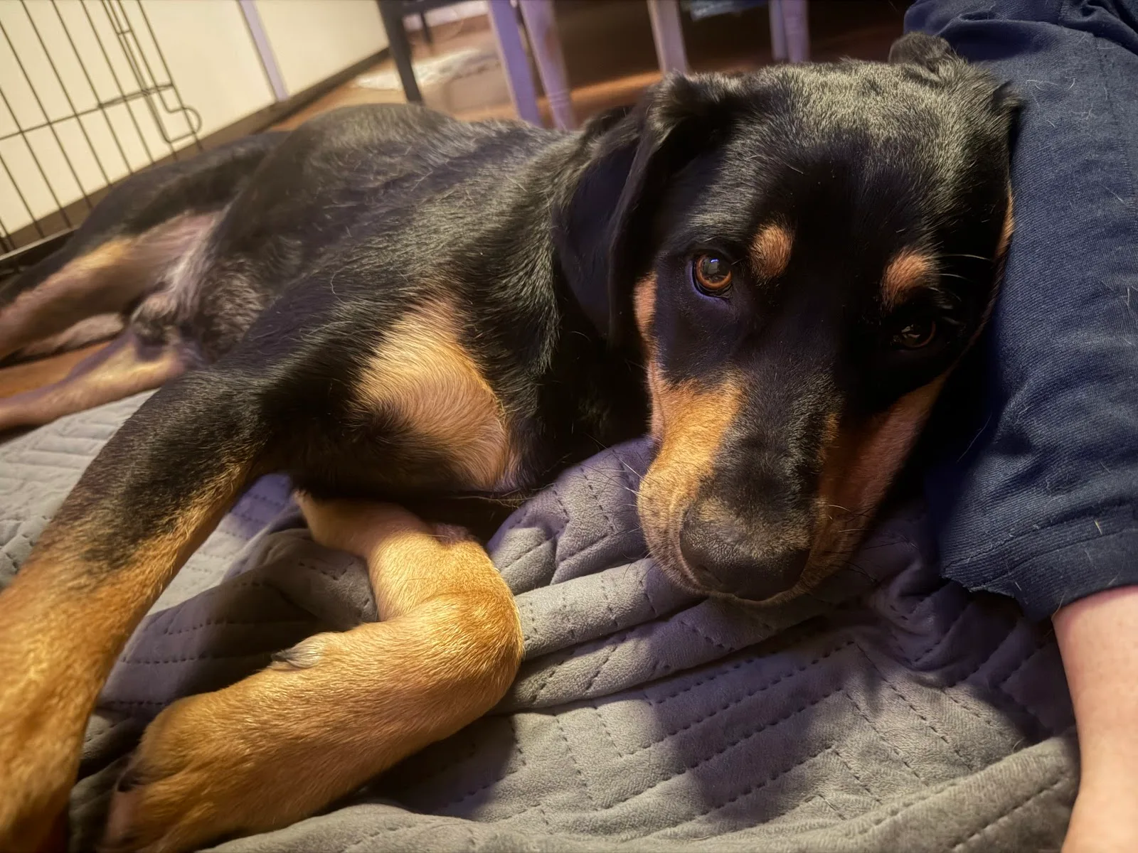 HungAry DOGS - Verein für Hunde in Not