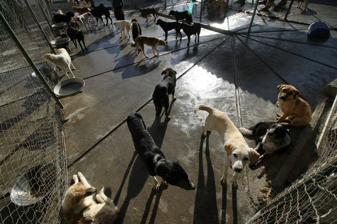 Omid Animal Shelter