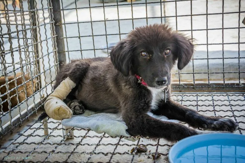 Omid Animal Shelter