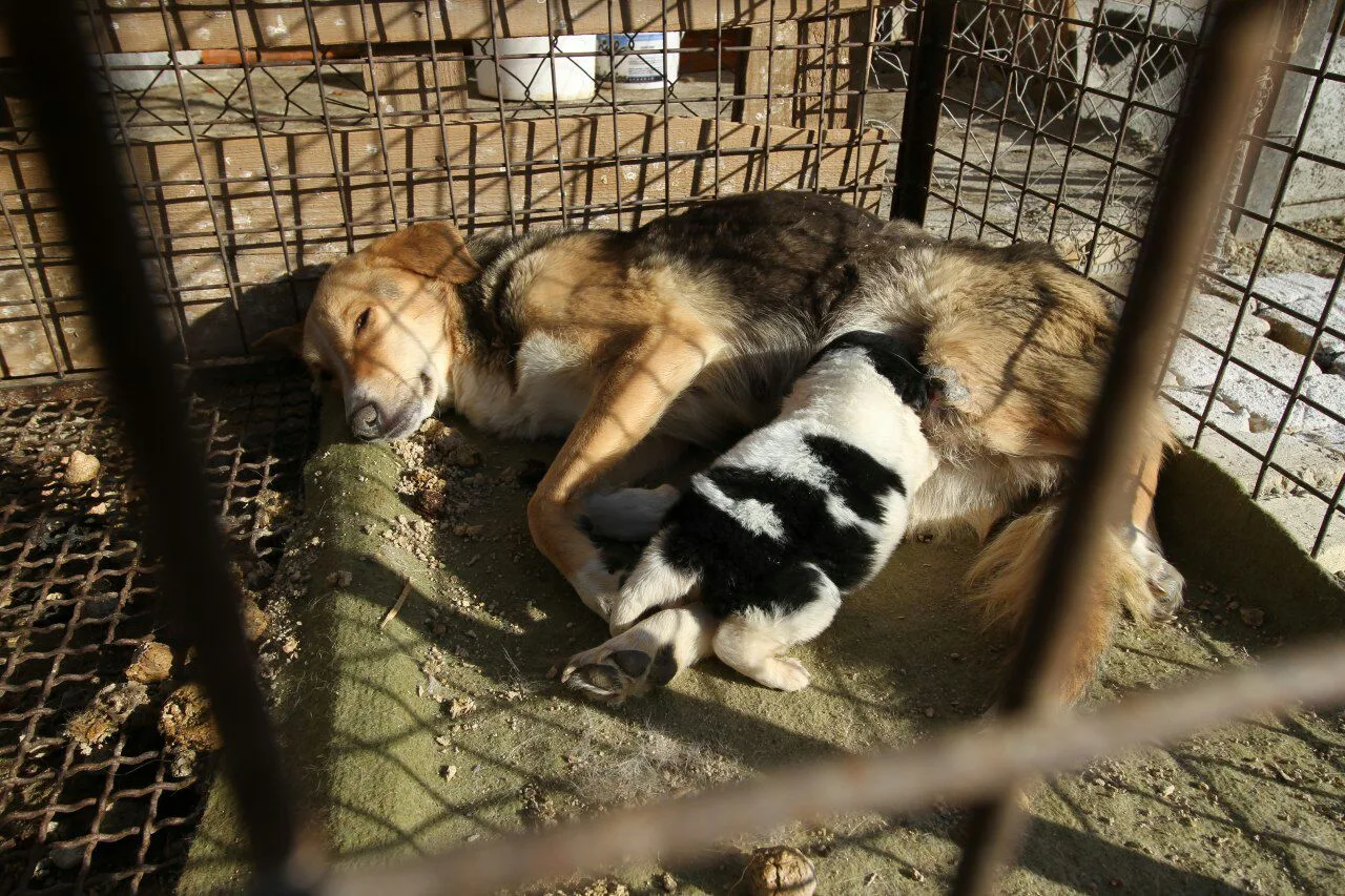 Omid Animal Shelter