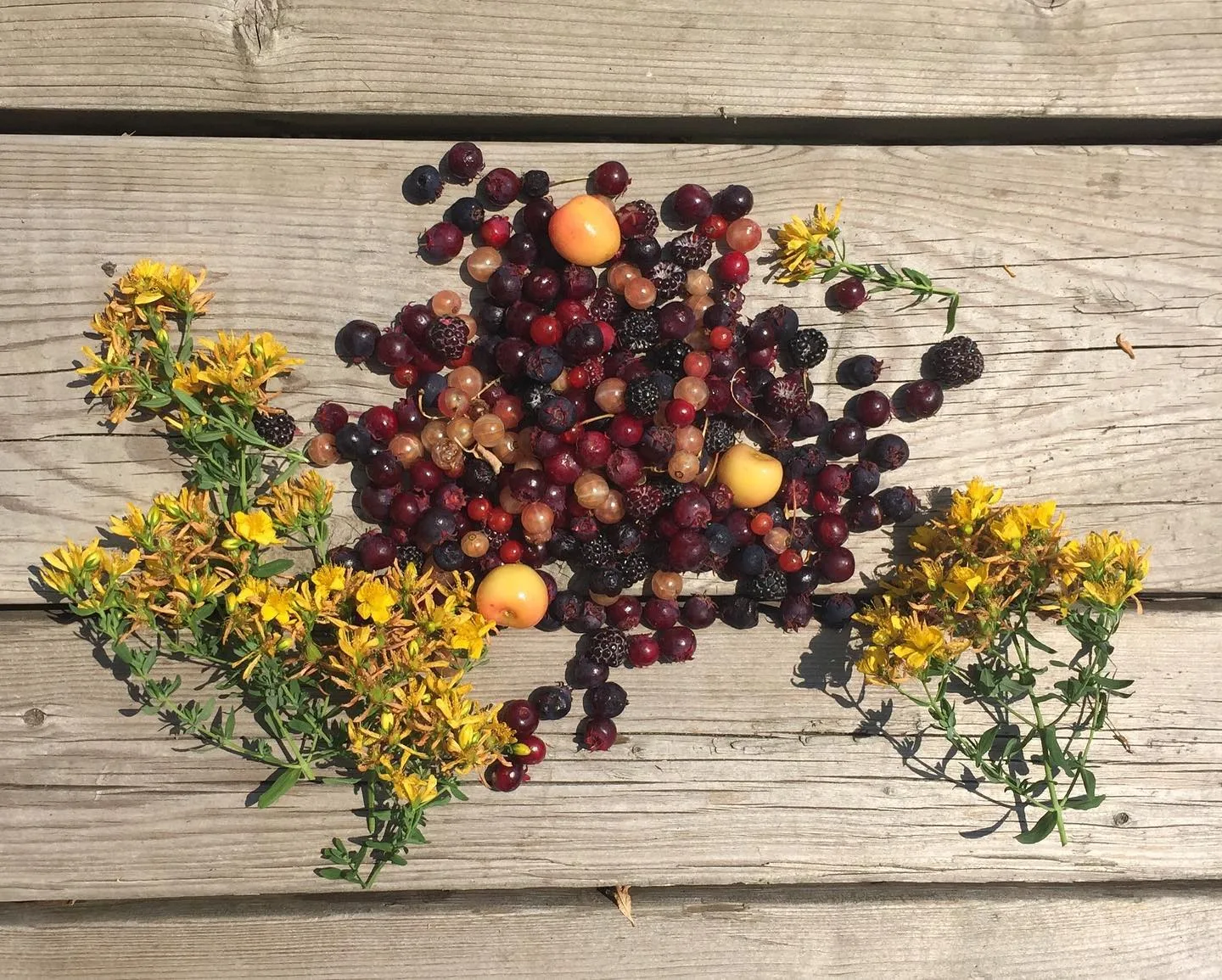 Shoresh Jewish Environmental Programs