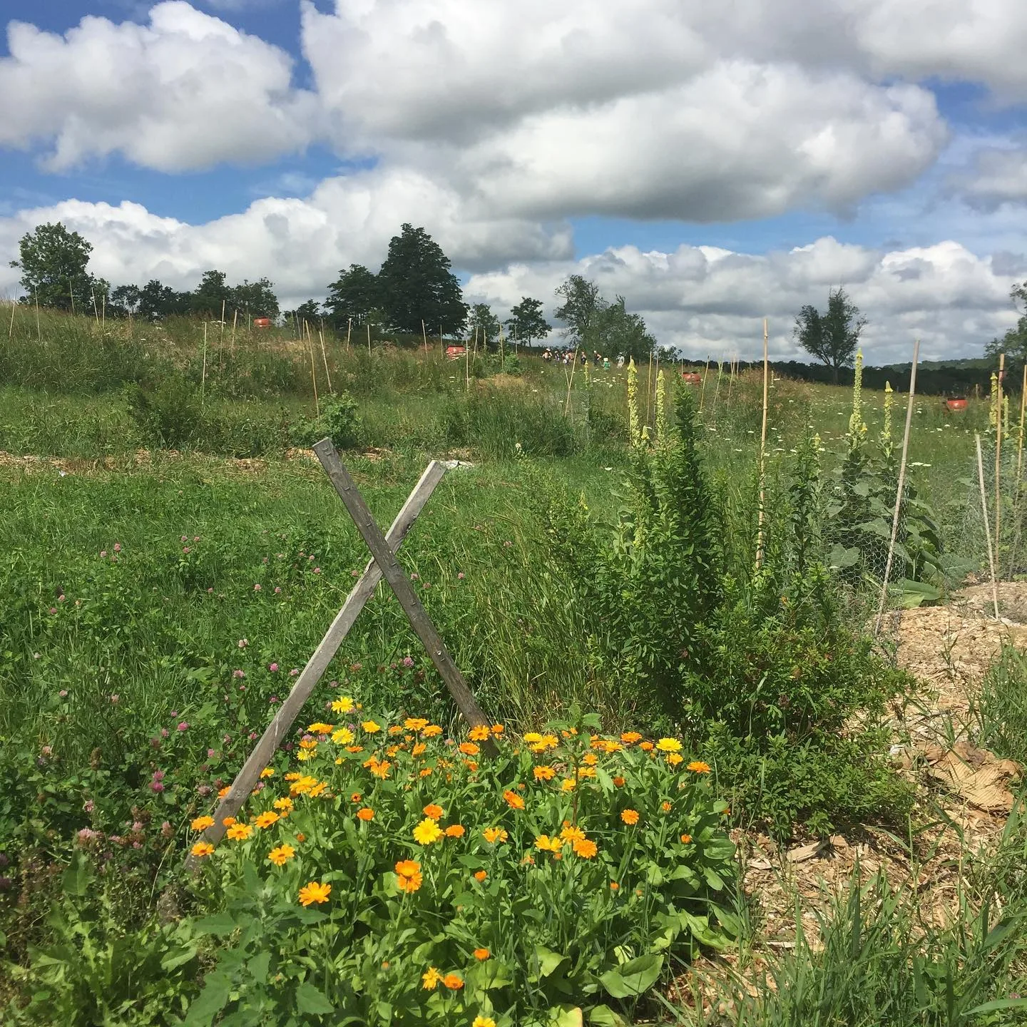 Shoresh Jewish Environmental Programs