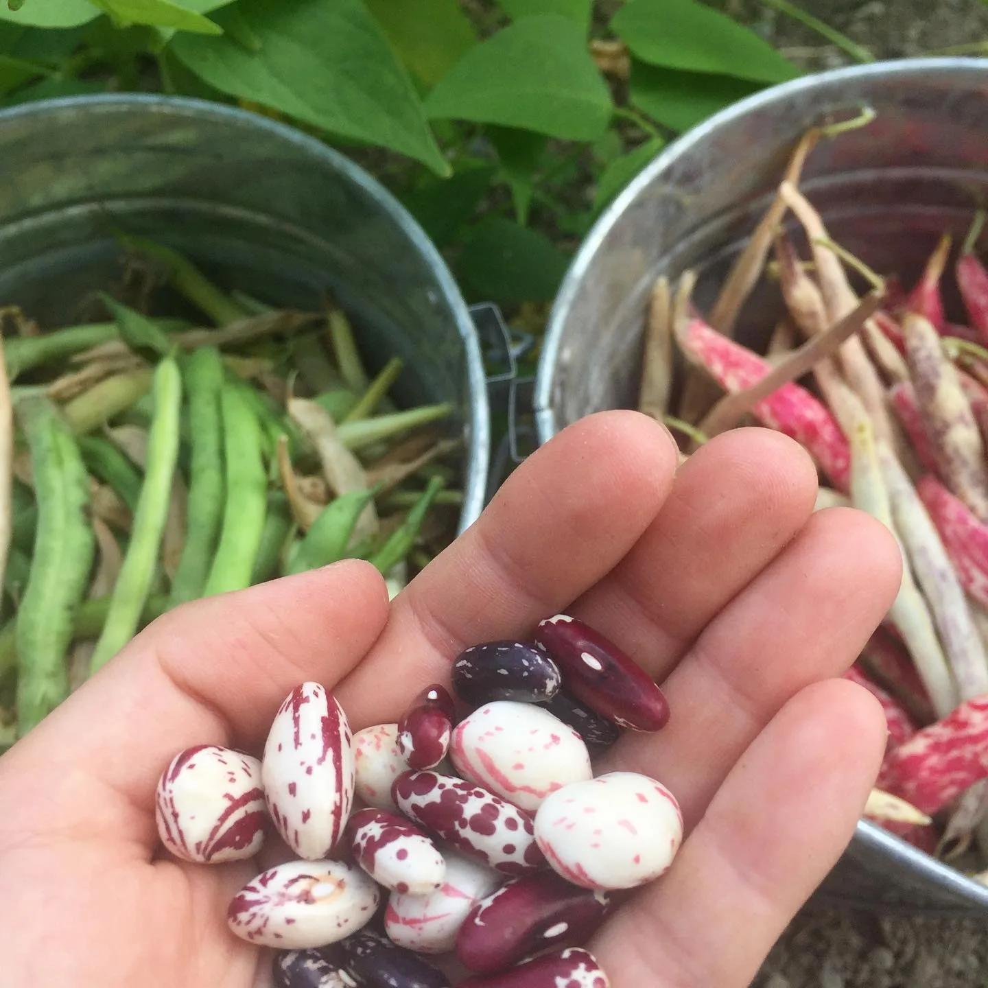 Shoresh Jewish Environmental Programs