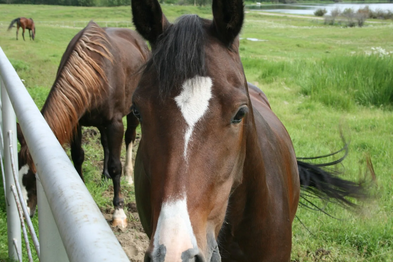 Alberta SPCA