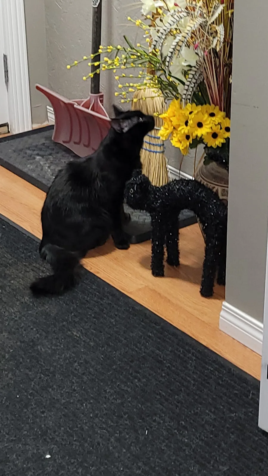 Alberta SPCA