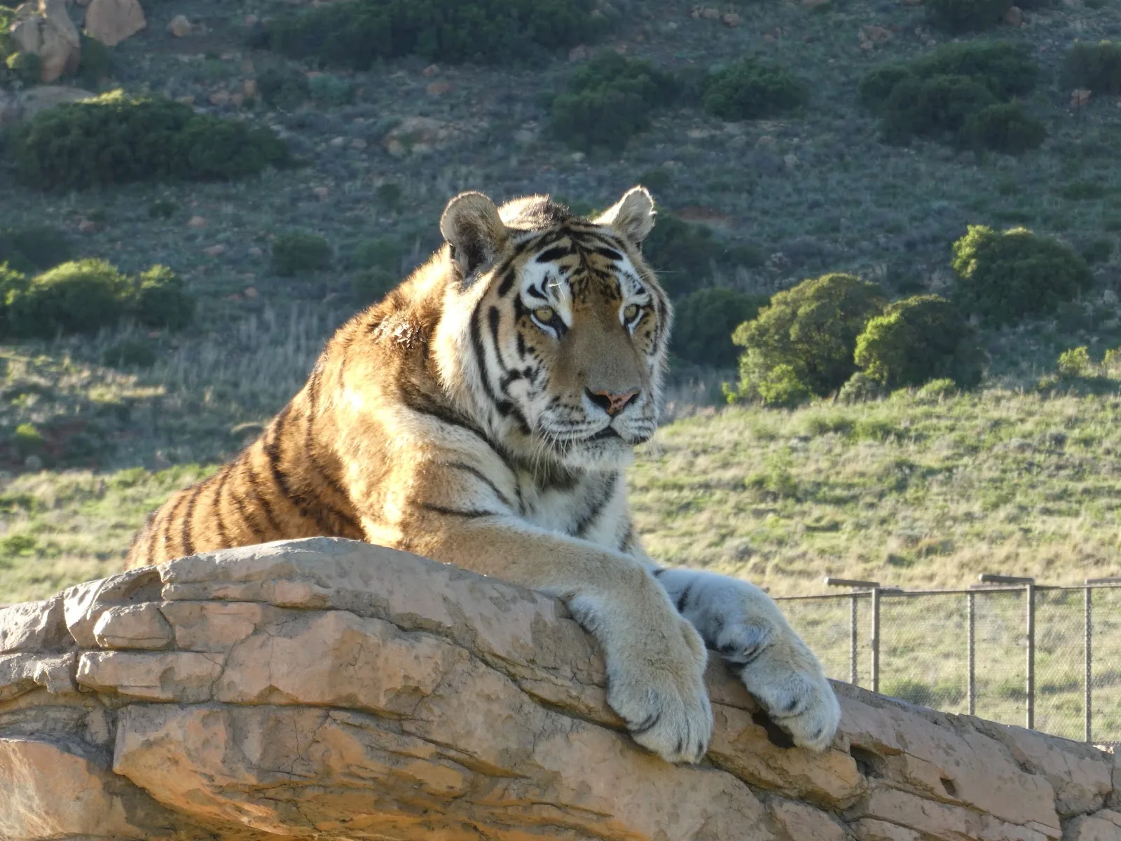FOUR PAWS in Australia
