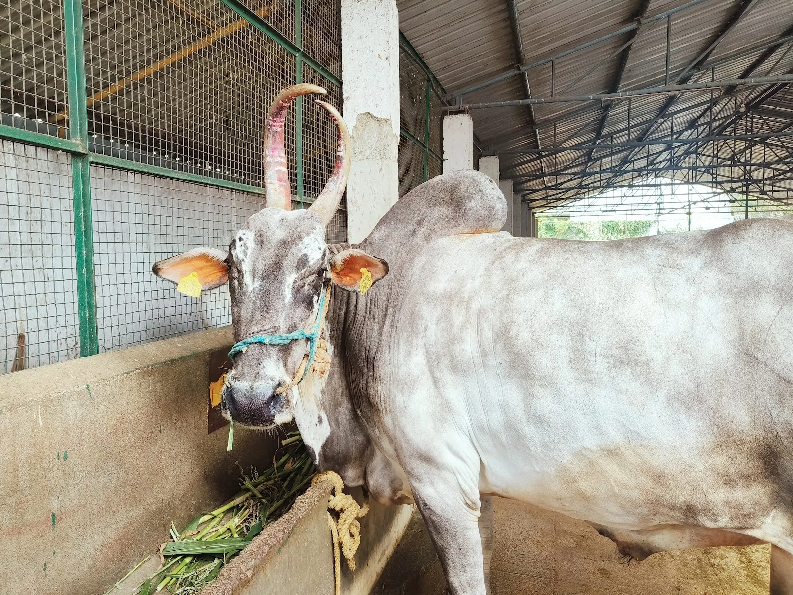 Akhil Karnataka Prani Daya Sangh Gaushala