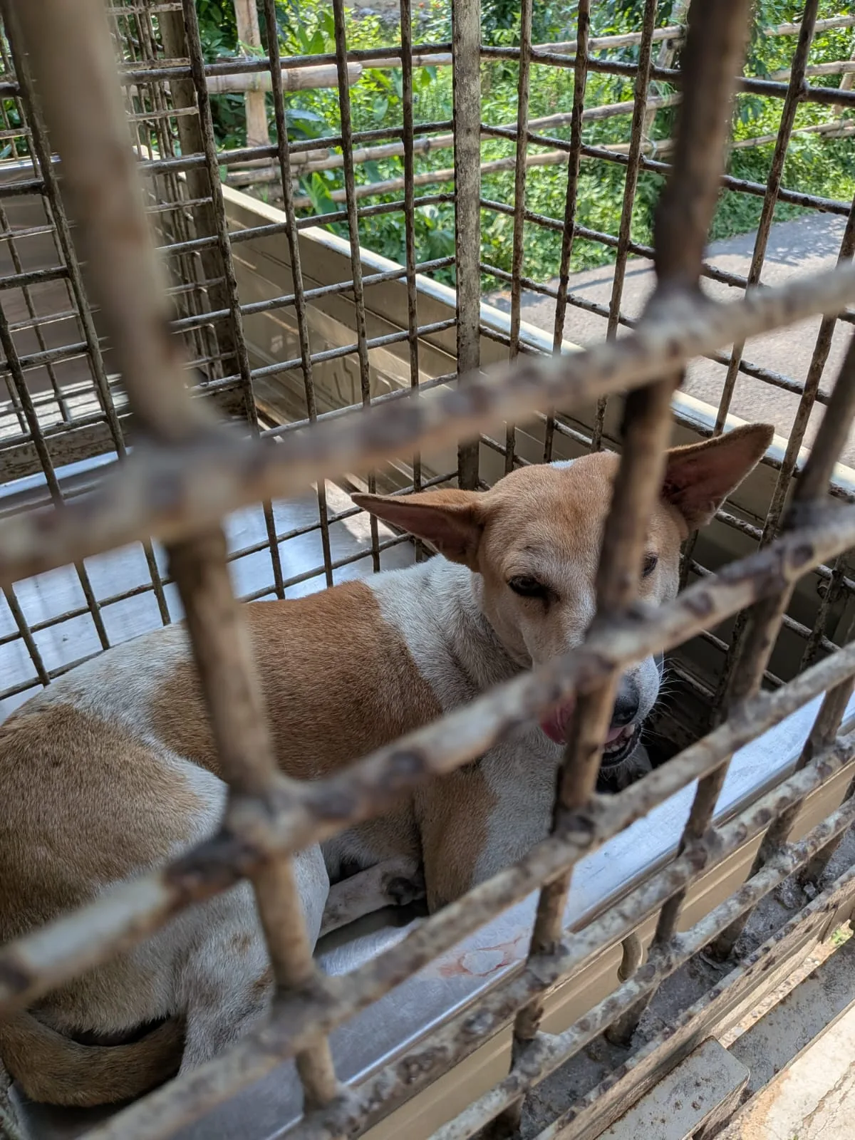Love N Care for Animals