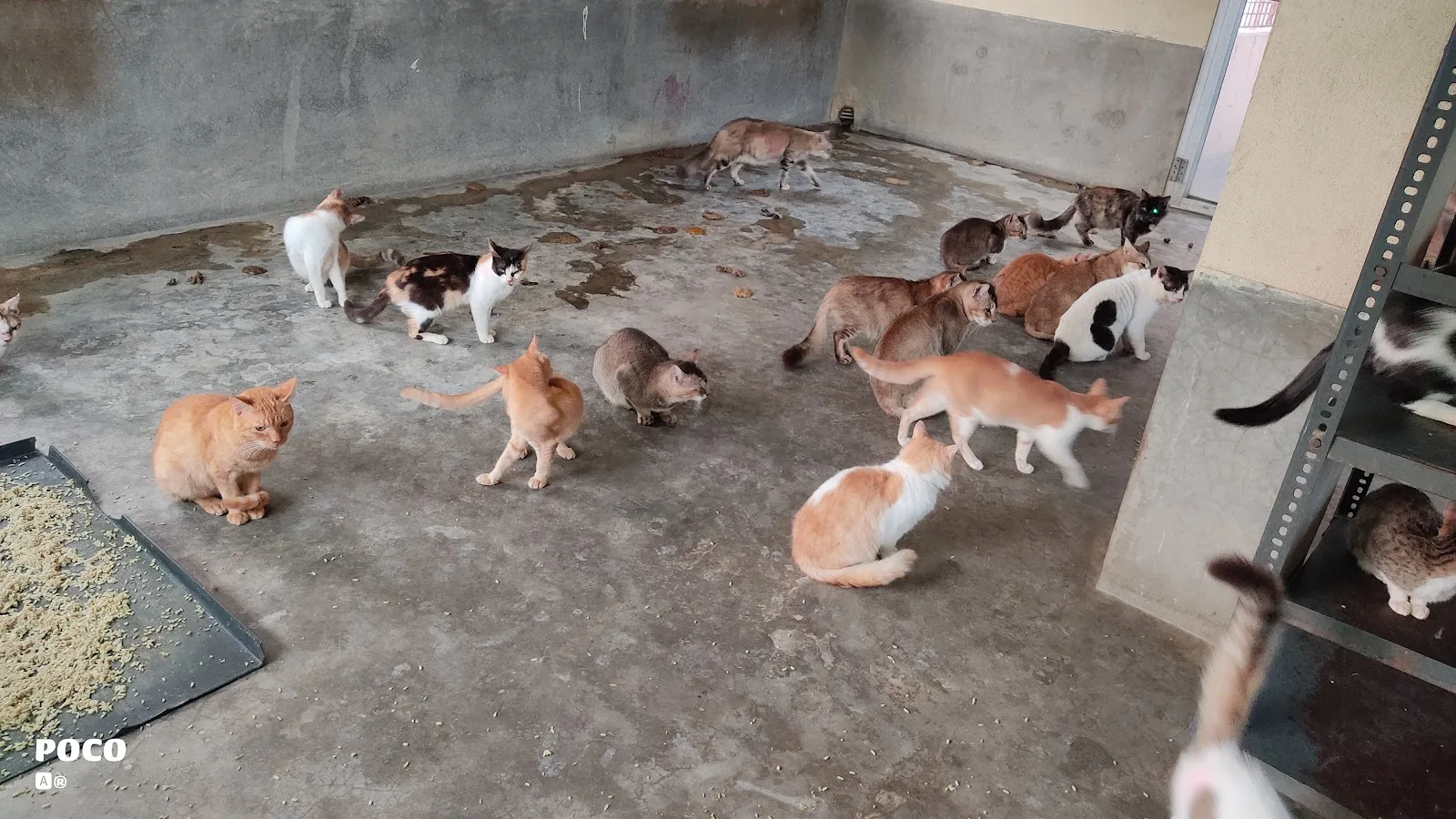 Love N Care for Animals