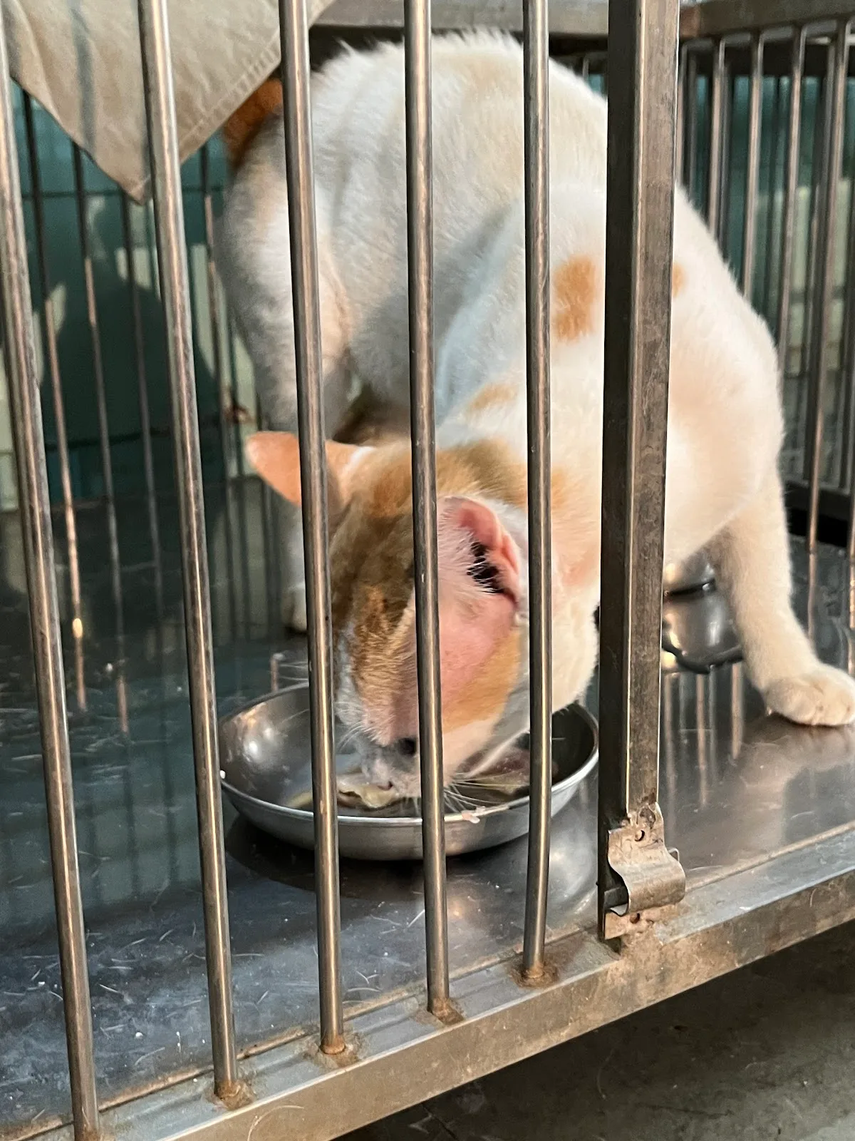 The Bai Sakarbai Dinshaw Petit Hospital for Animals