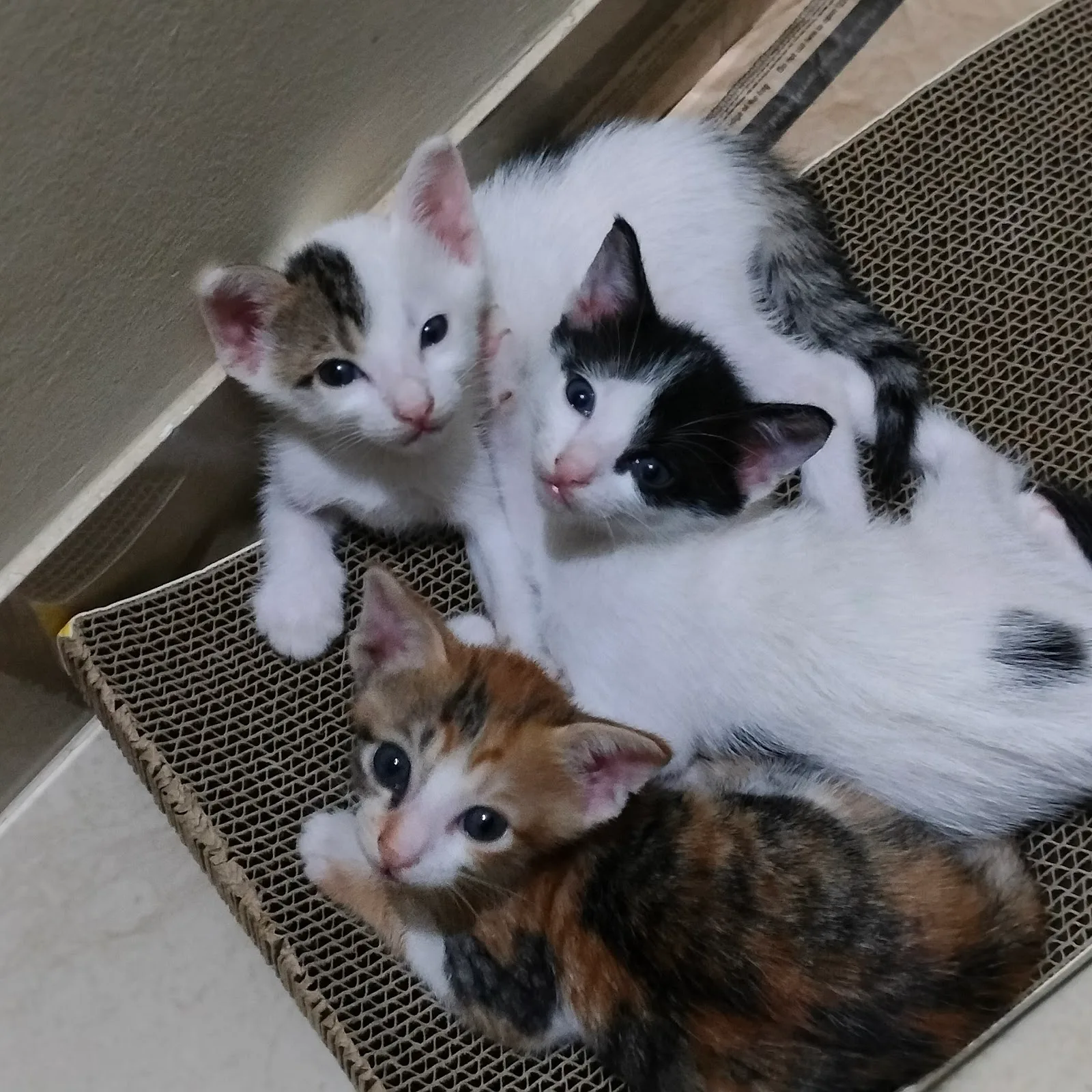 Animal Rescue & Shelter Foundation
