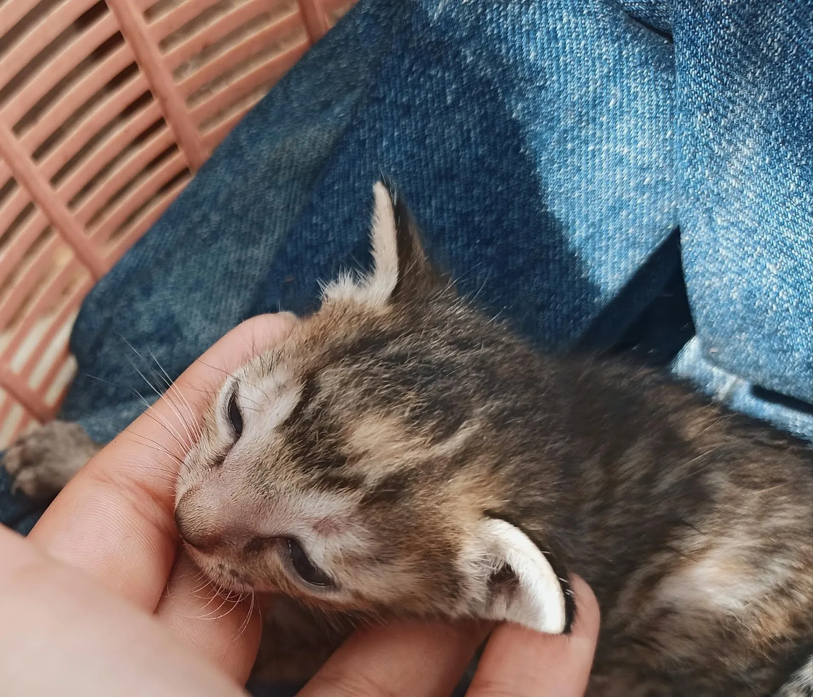 Animal Rescue & Shelter Foundation