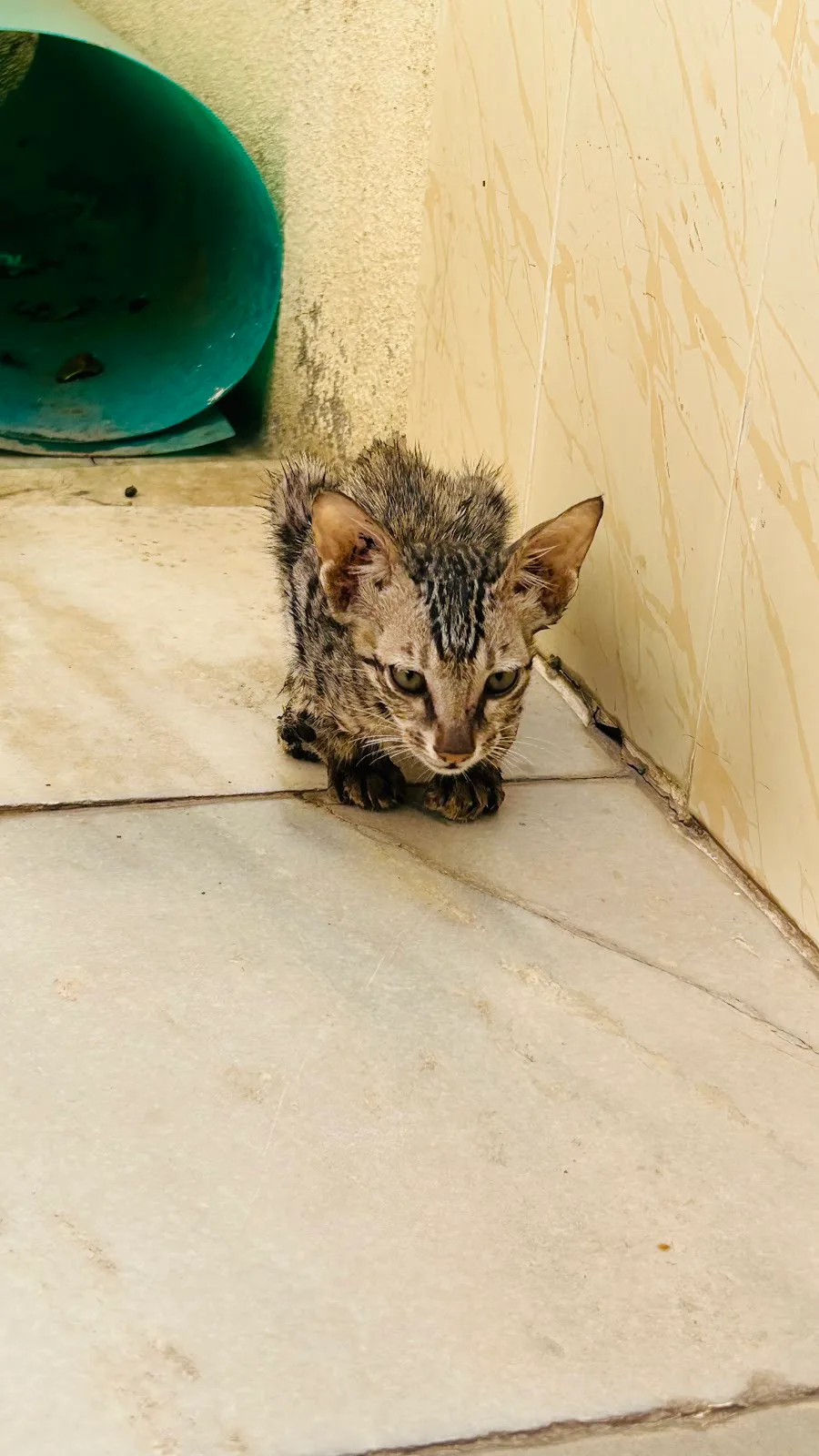 Animal Helpline shree Karuna Foundation